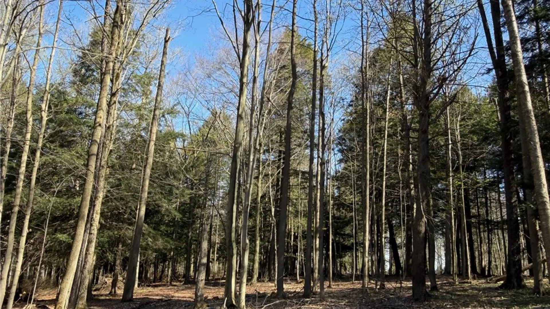 Property at 9467 Reagan Road, French Creek, NY 14724 42