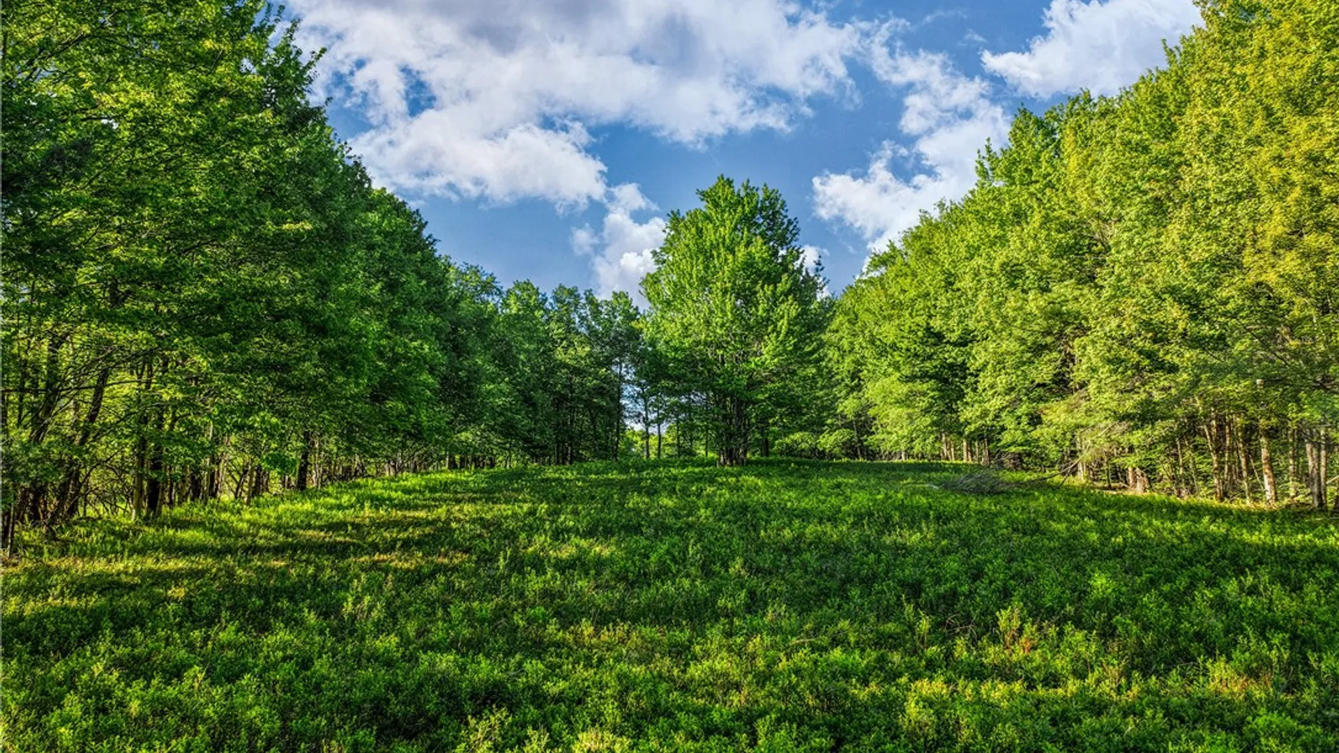 Property at Lots 19, 22, 25 Frank Slawson Road, Davenport, NY 13820 17