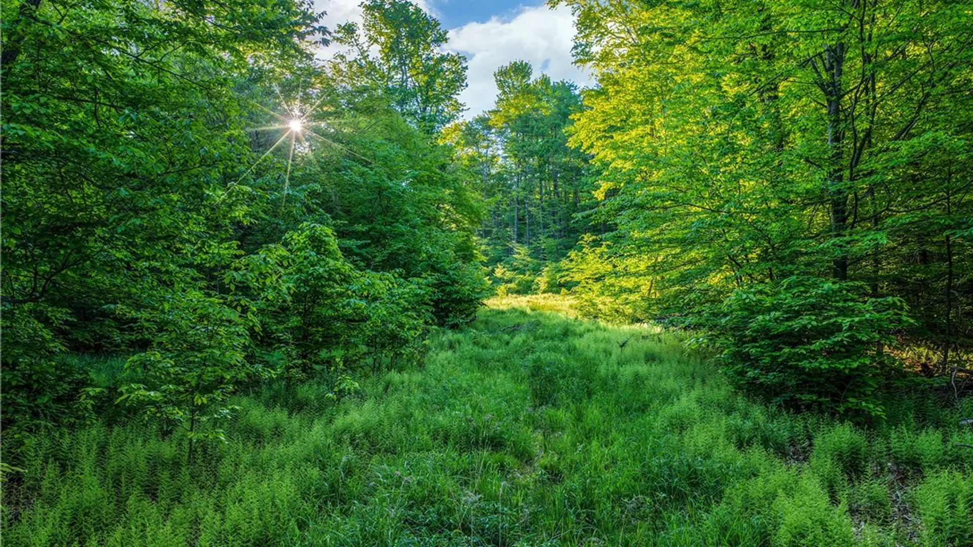 Property at Lots 19, 22, 25 Frank Slawson Road, Davenport, NY 13820 6