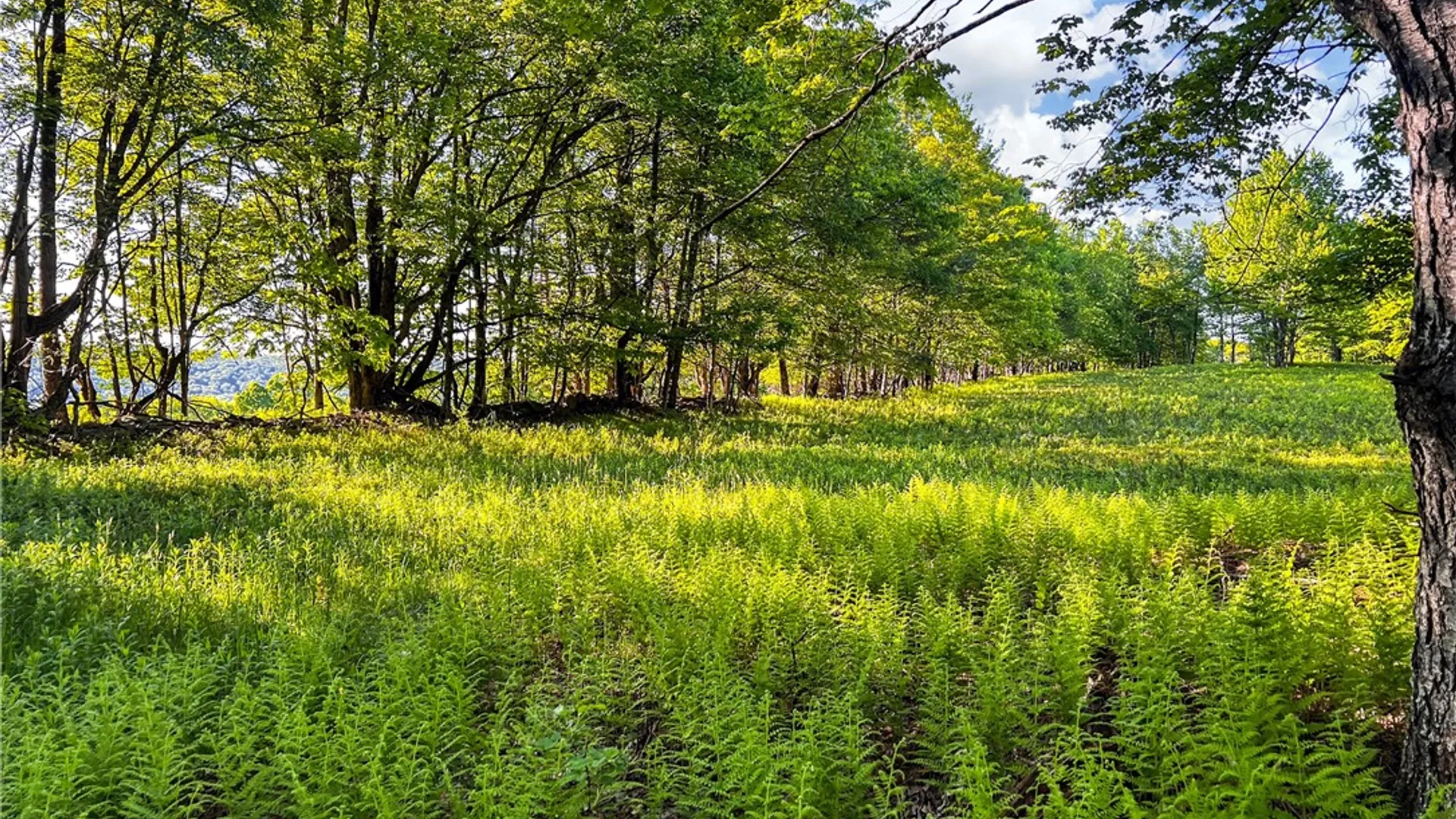 Property at Lots 19, 22, 25 Frank Slawson Road, Davenport, NY 13820 28