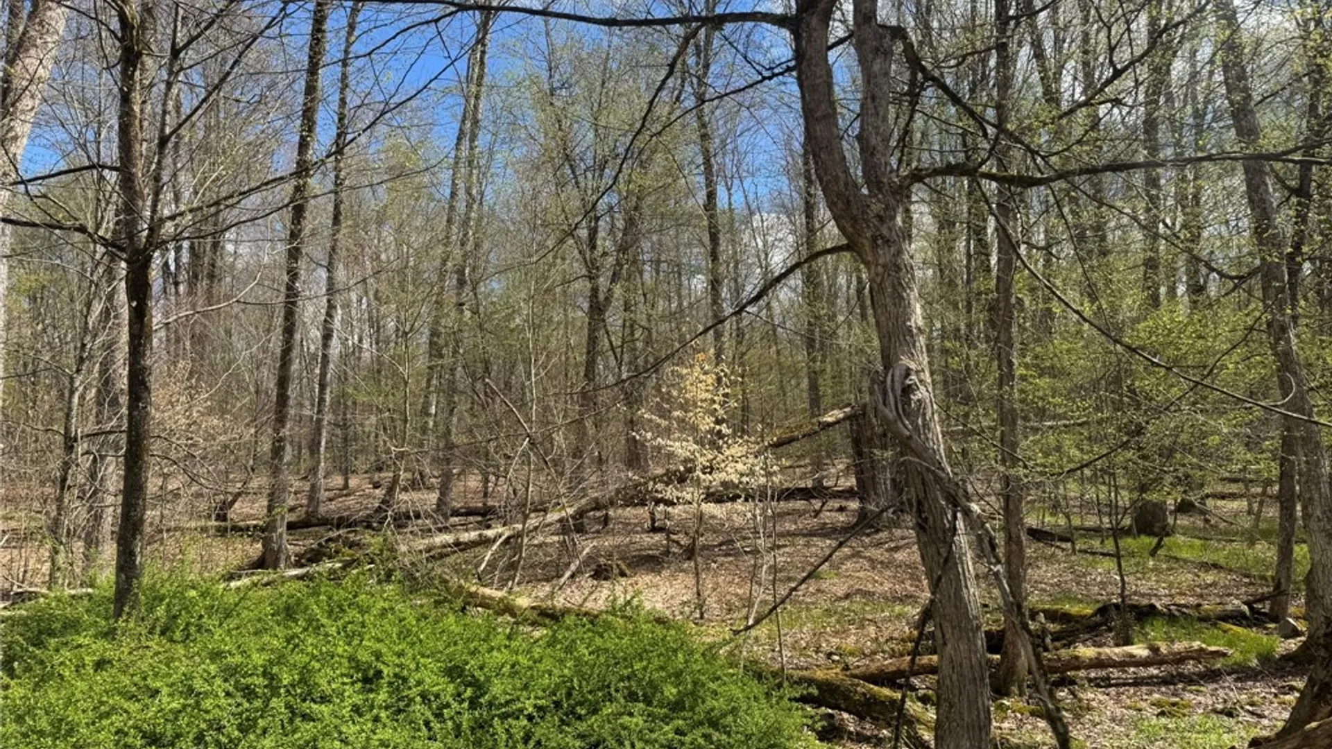 Property at 0 Patent Line Road, Sidney, NY 13838 35