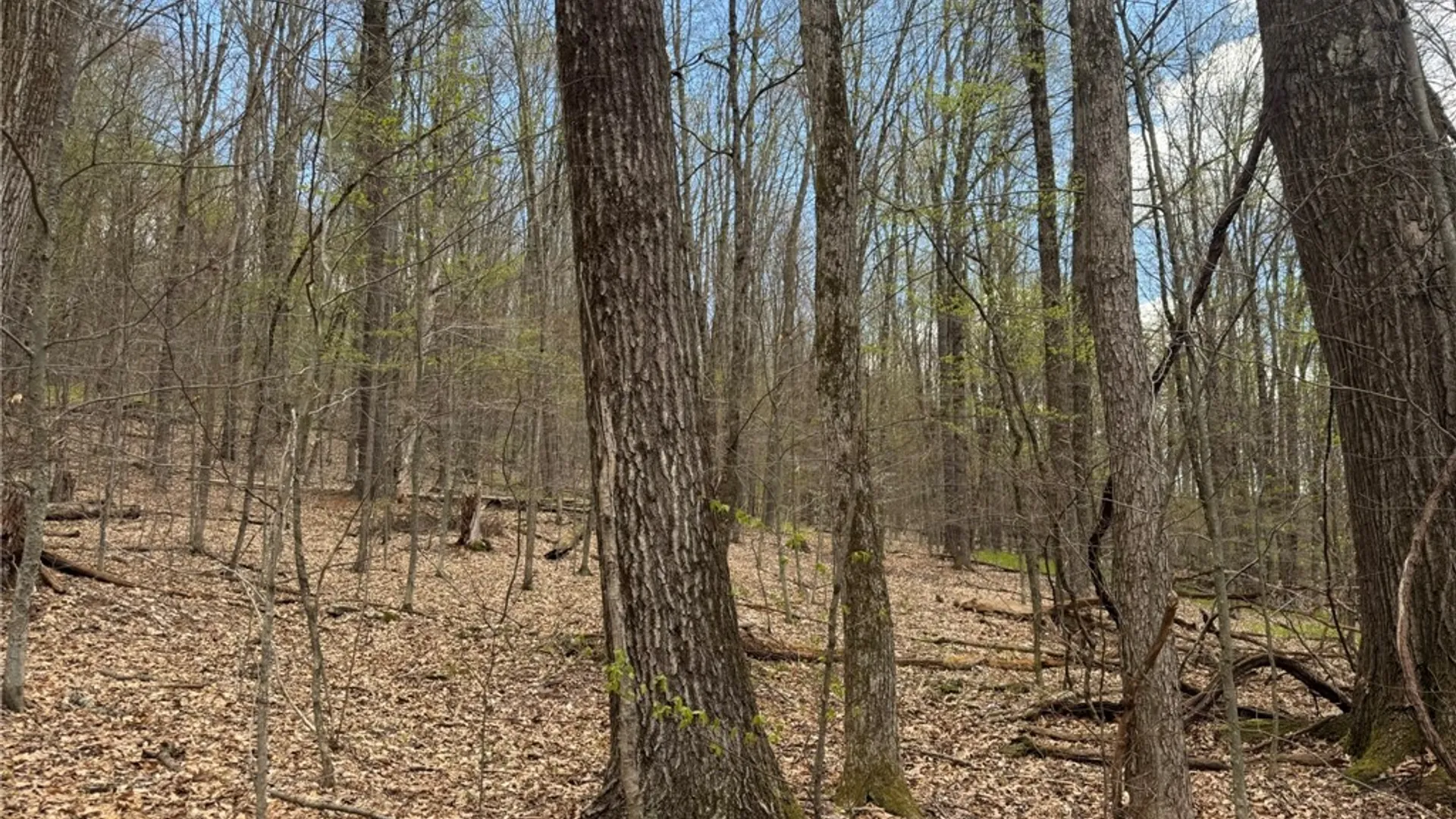 Property at 0 Patent Line Road, Sidney, NY 13838 39