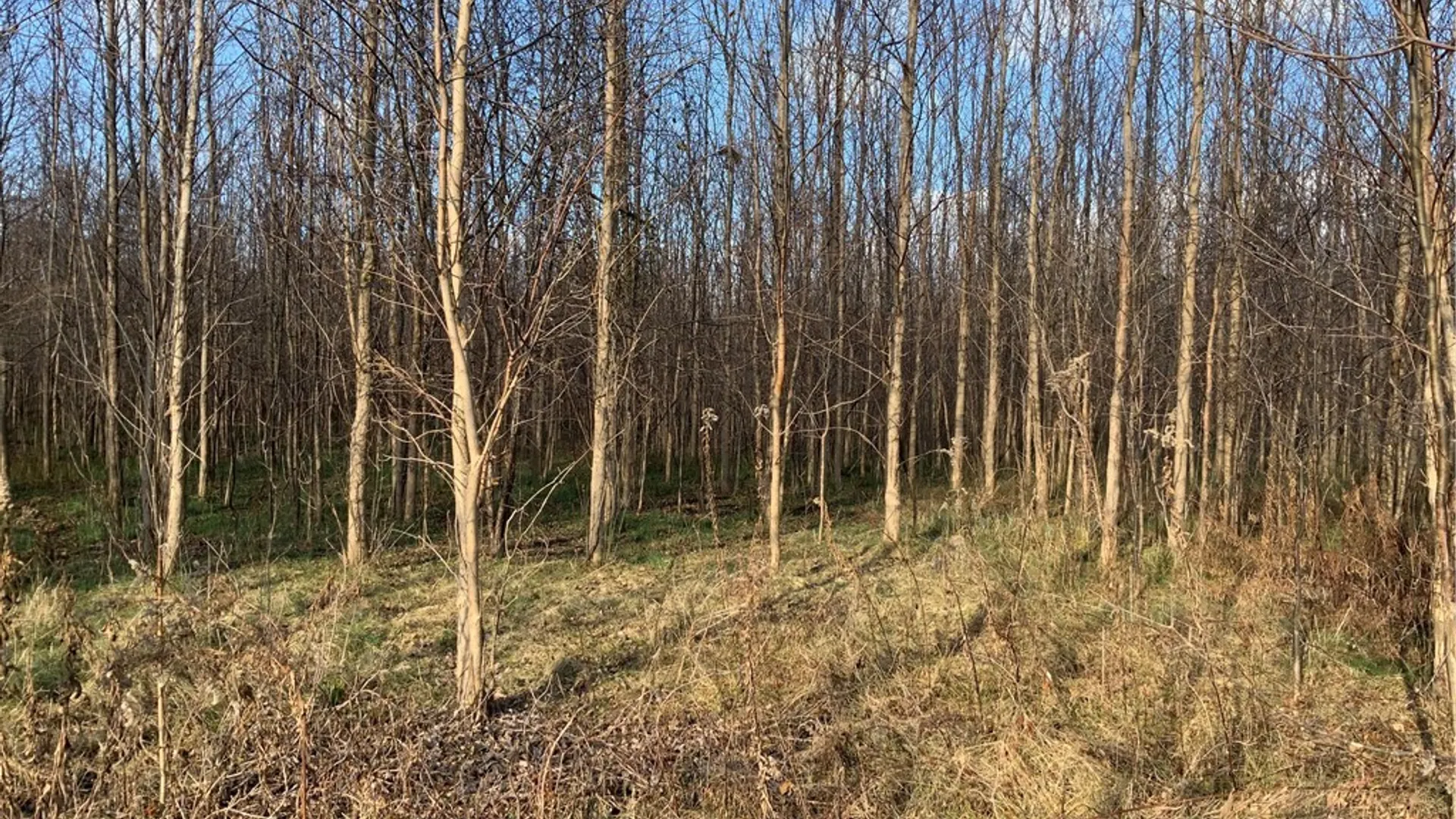 Property at N. Gravel, Ridgeway, NY 14103 3