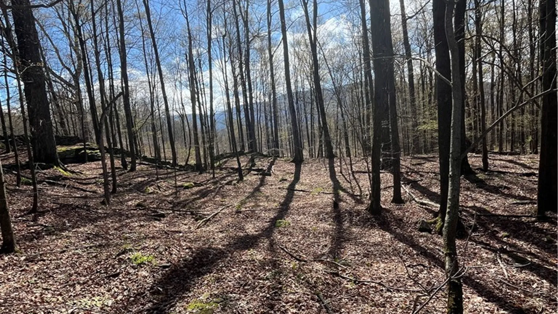 Property at Vega Mountain Road, Roxbury, NY 12474 5