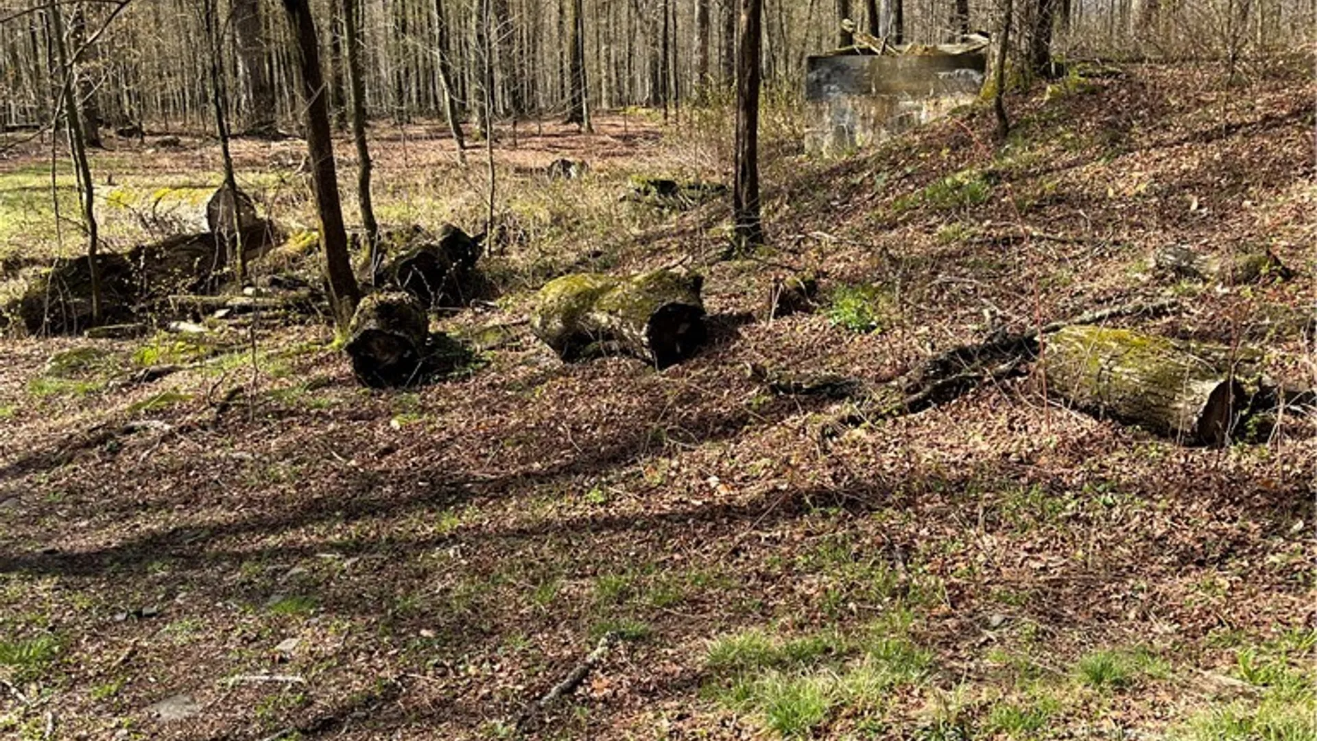 Property at Vega Mountain Road, Roxbury, NY 12474 6