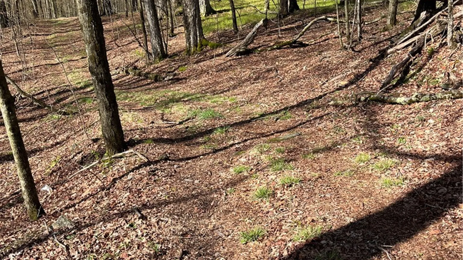 Property at Vega Mountain Road, Roxbury, NY 12474 7