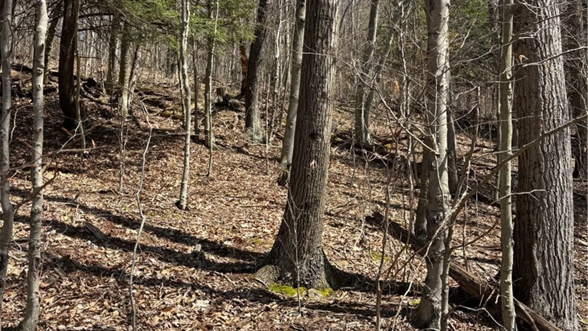 Property at 0 St. Rt. 417, Bolivar, NY 14715 15
