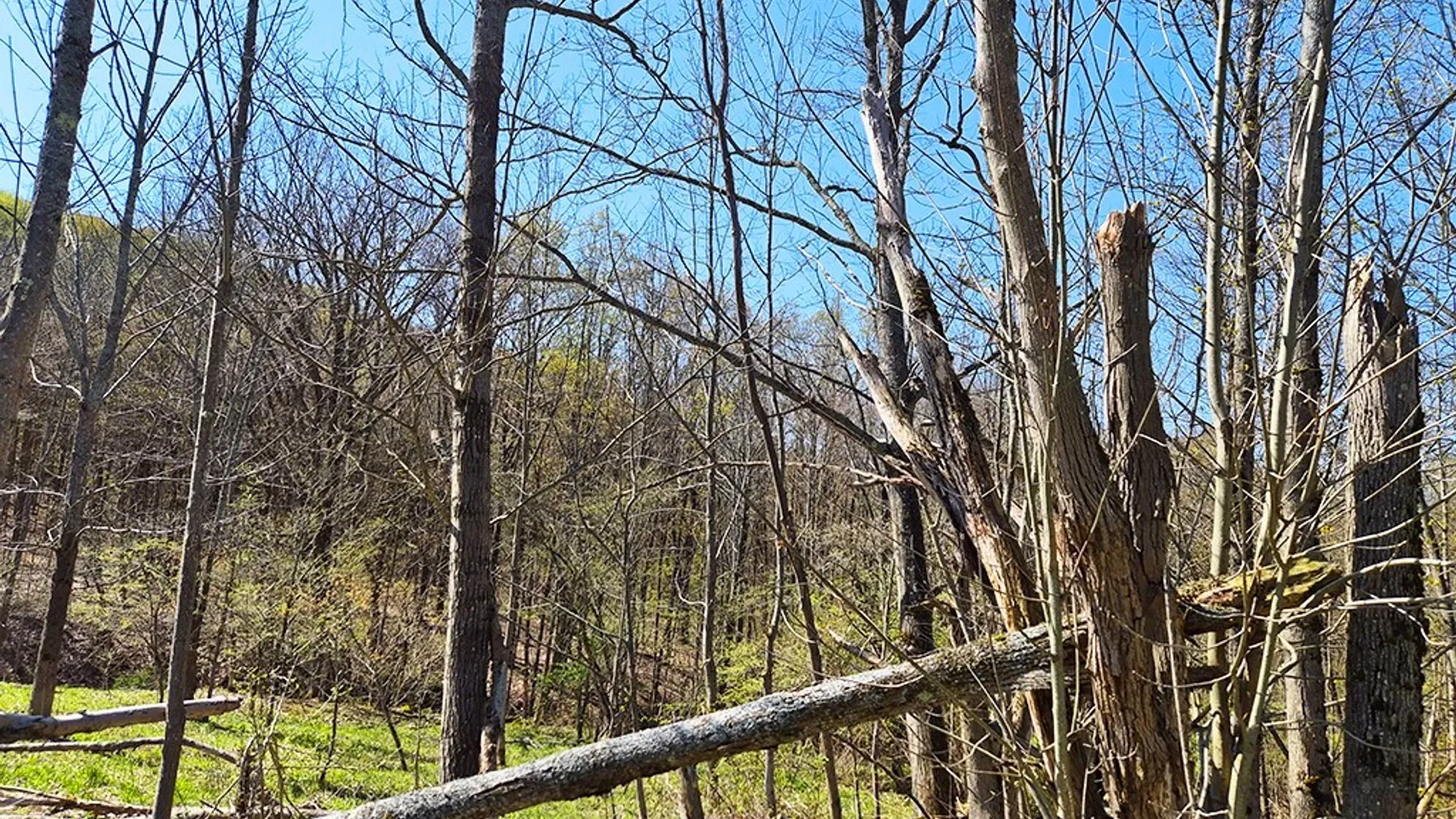 Property at VL Windsor Road, Mansfield, NY 14779 4