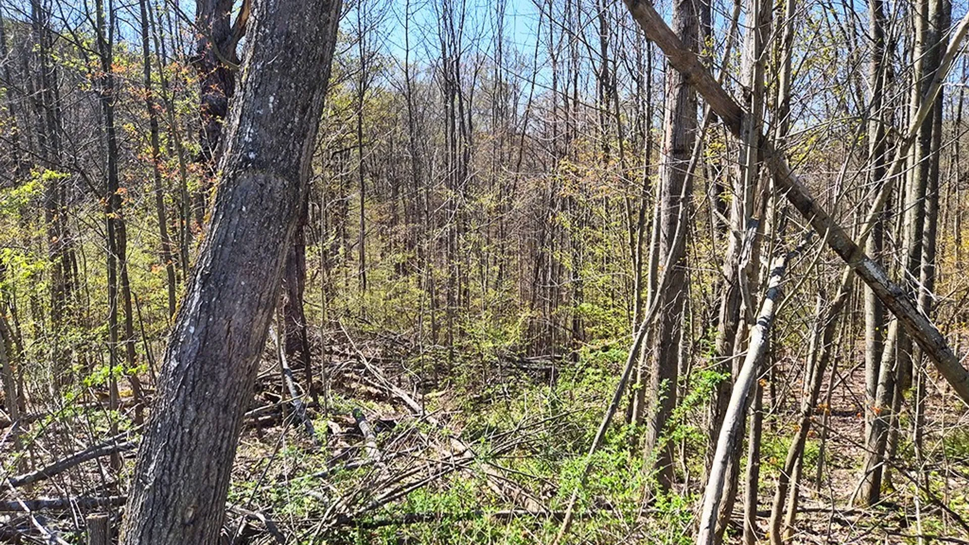 Property at VL Windsor Road, Mansfield, NY 14779 7