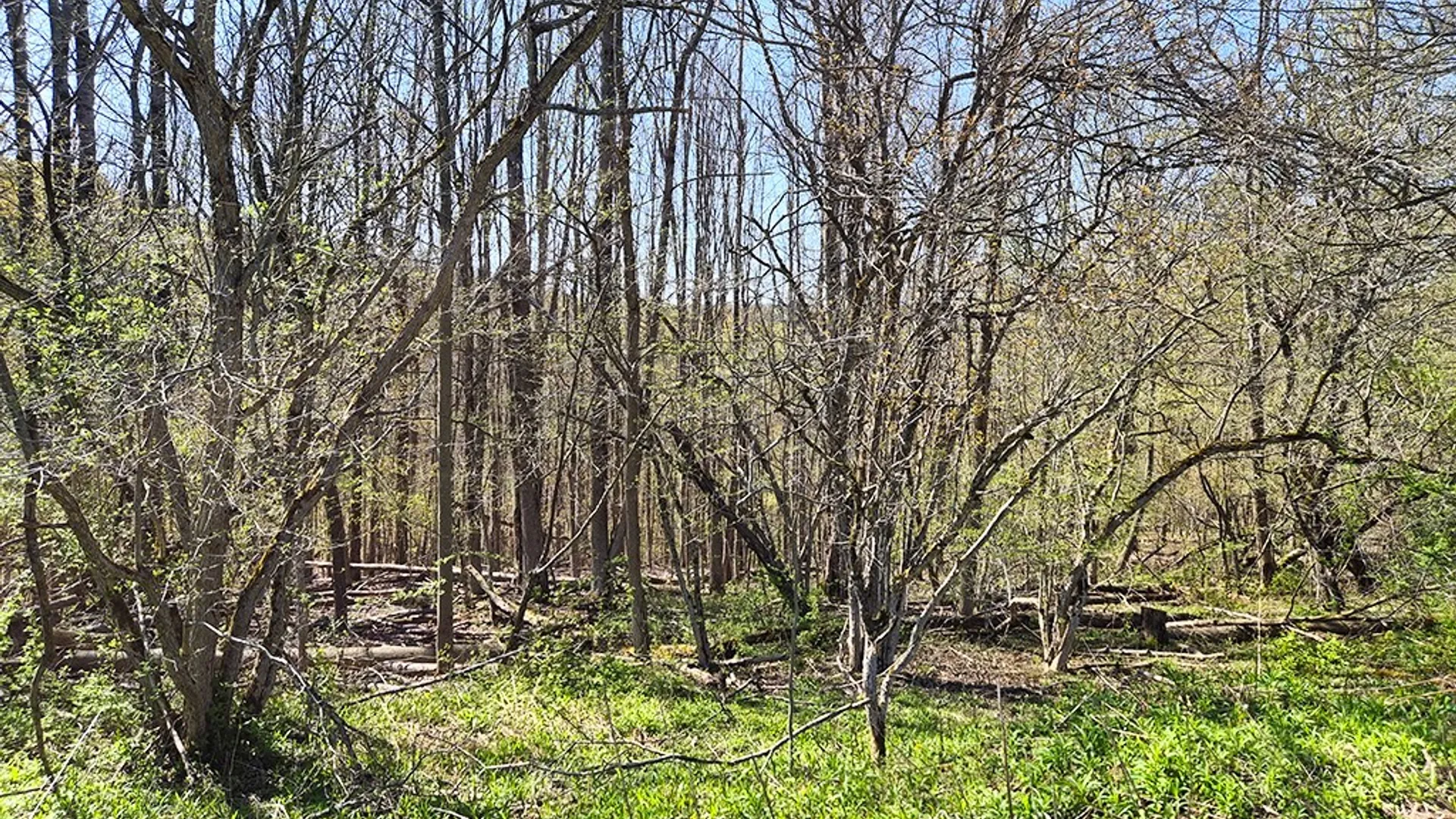 Property at VL Windsor Road, Mansfield, NY 14779 10