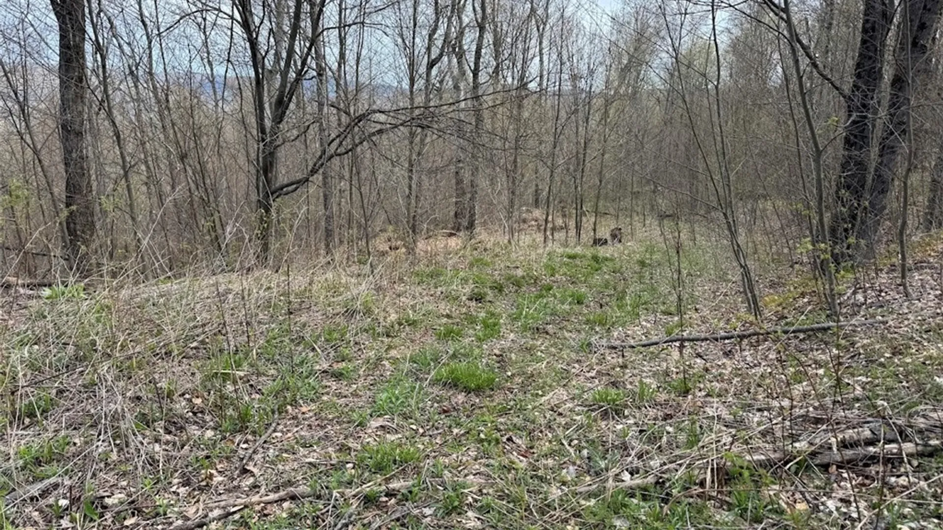 Property at Bramley Mountain Road, Delhi, NY 13753 4