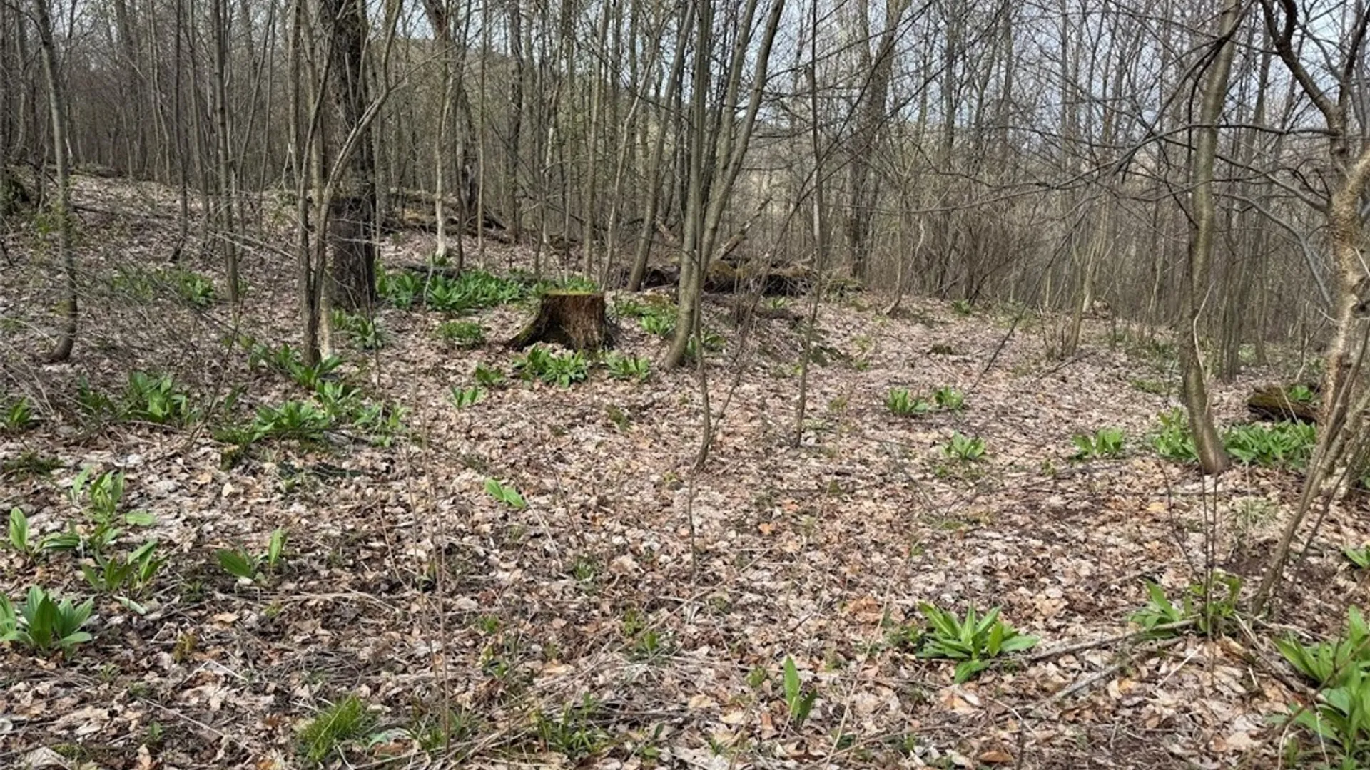 Property at Bramley Mountain Road, Delhi, NY 13753 9