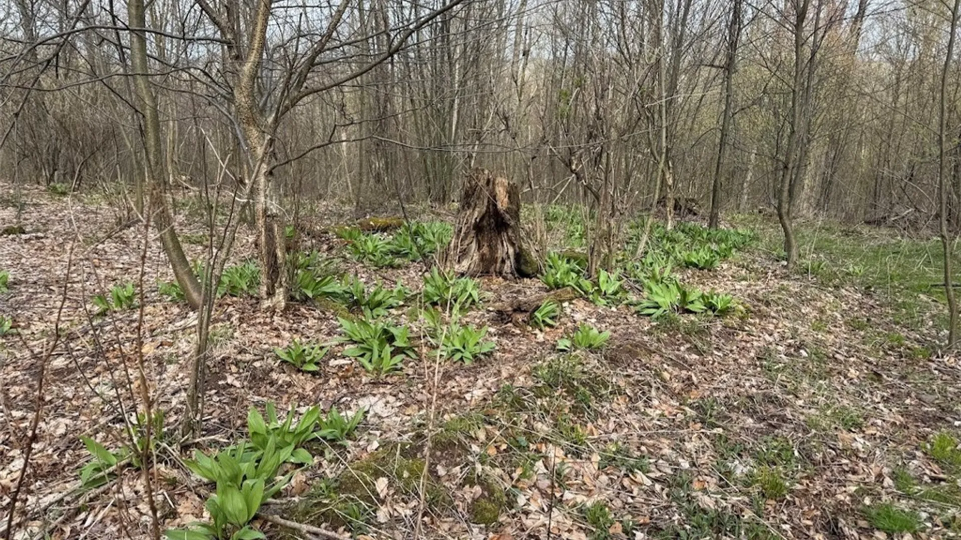 Property at Bramley Mountain Road, Delhi, NY 13753 10
