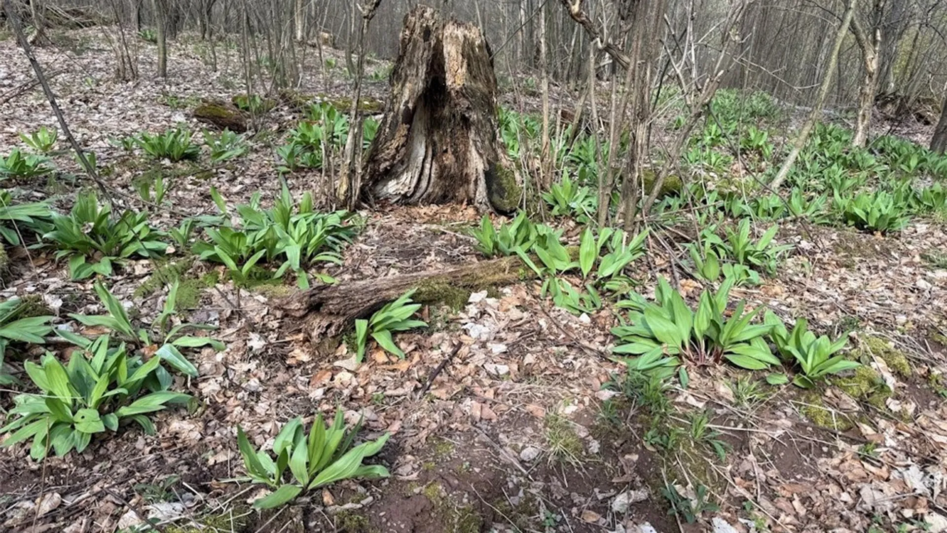 Property at Bramley Mountain Road, Delhi, NY 13753 11