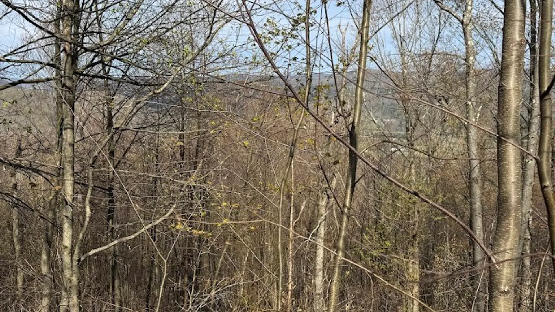 Property at Bramley Mountain Road, Delhi, NY 13753 17