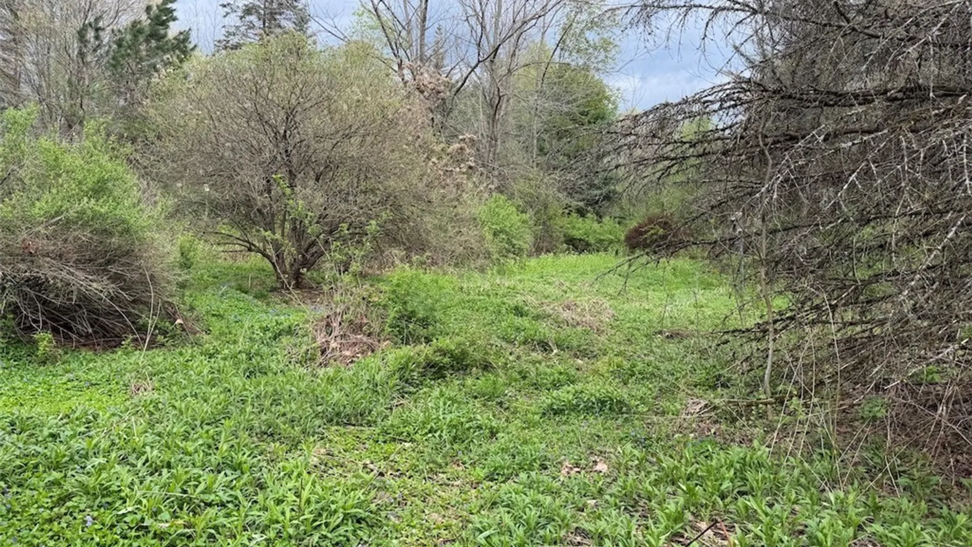 Property at Youngs Road, Leon, NY 14726 12