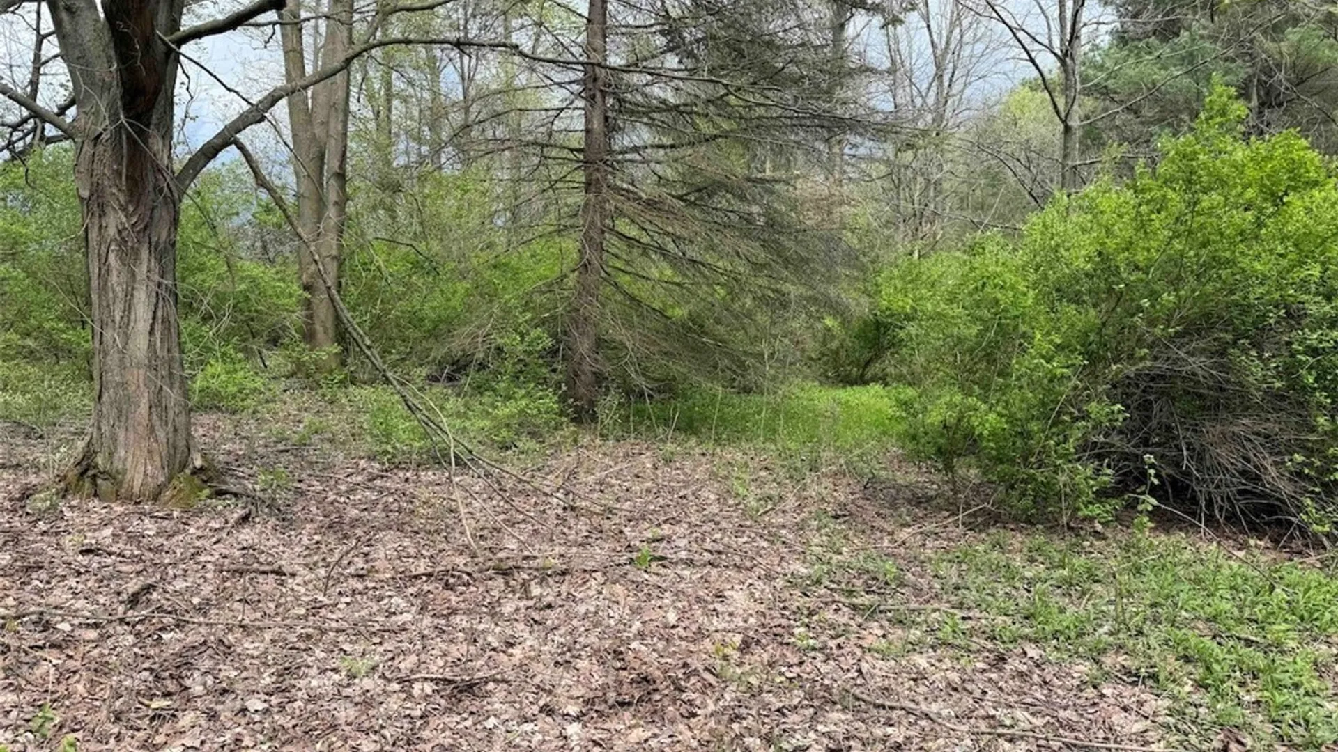 Property at Youngs Road, Leon, NY 14726 18