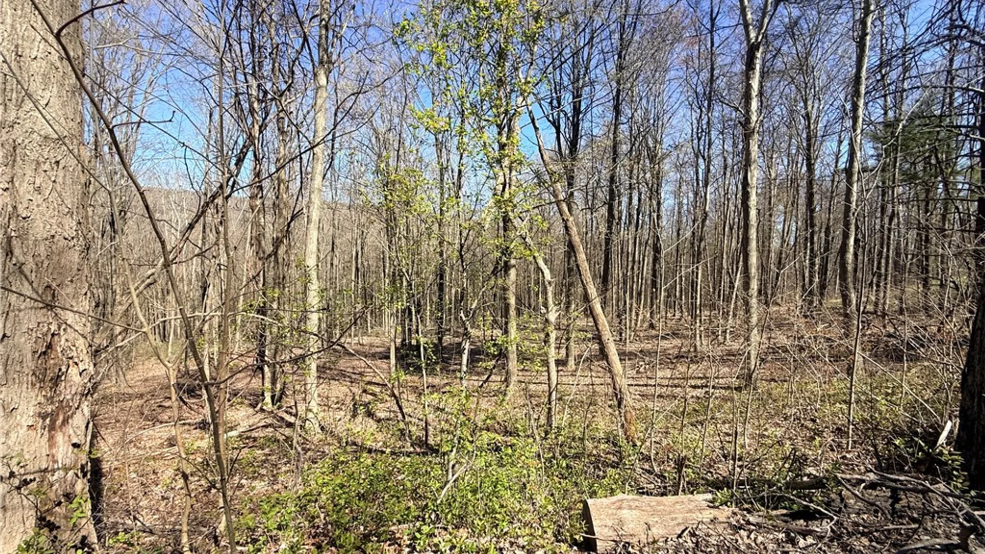 Property at Fitzgerald Road, Hector, NY 14818 3