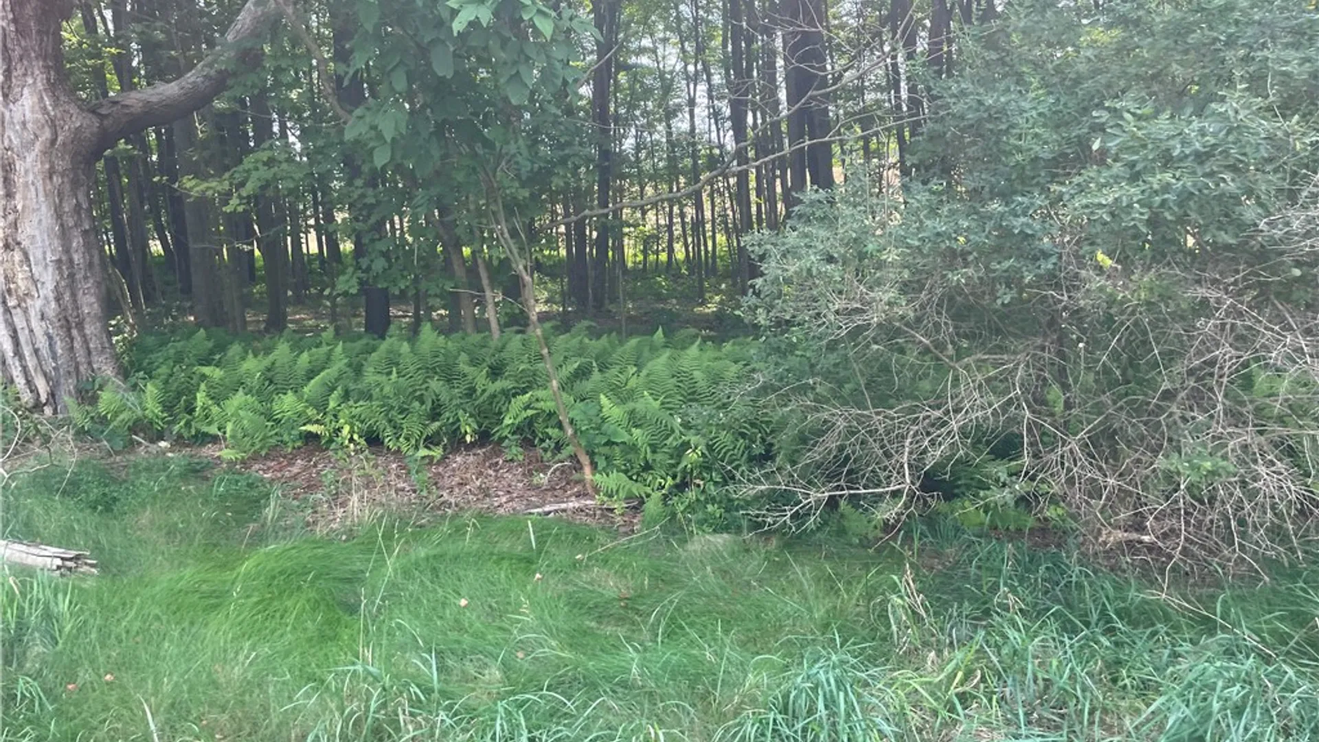 Property at State Highway 206, Masonville, NY 13804 4