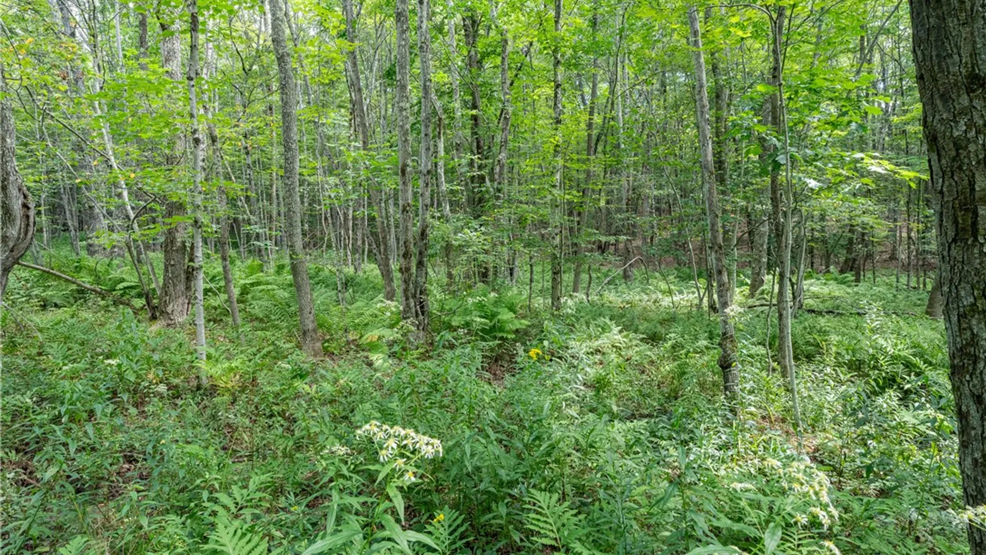 Property at Joe Todd Road, Middletown, NY 12430 12