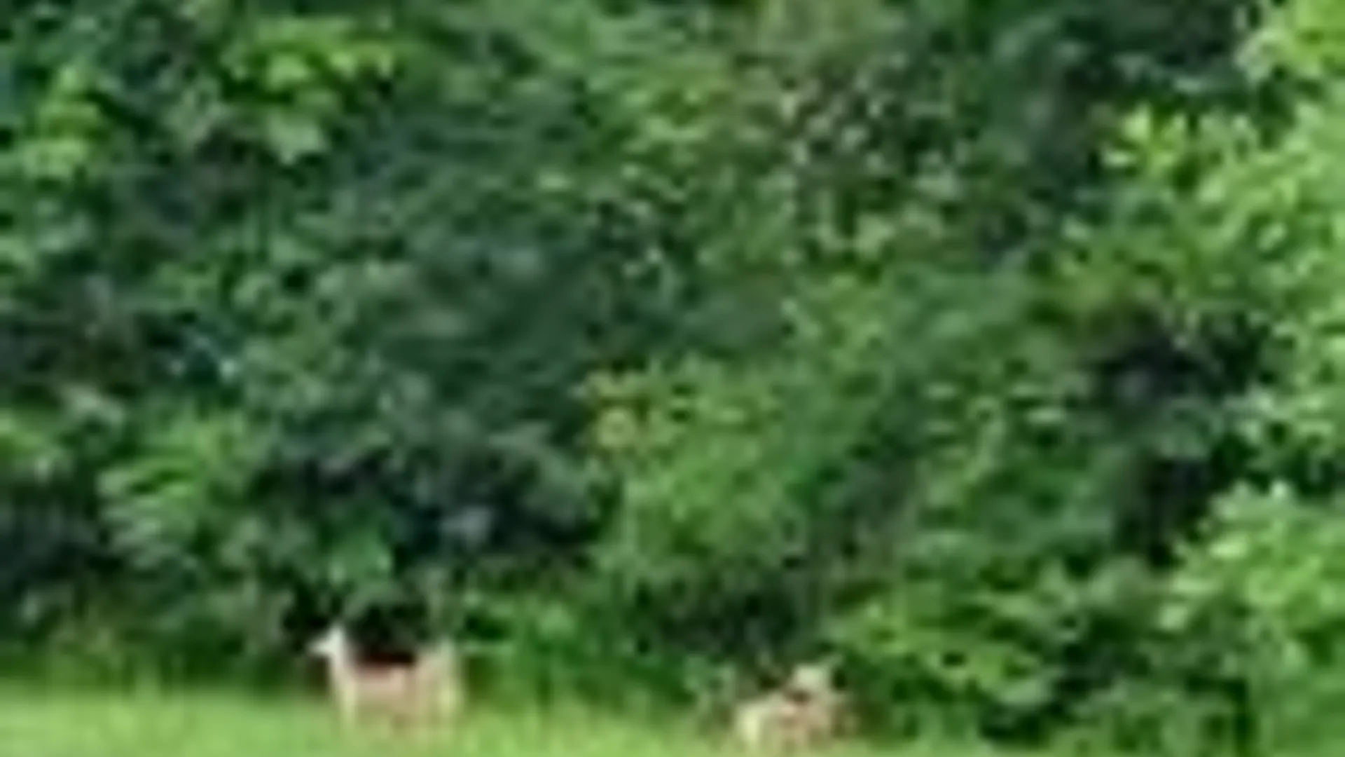 Property at Hogback Road, Butler, NY 13143 12