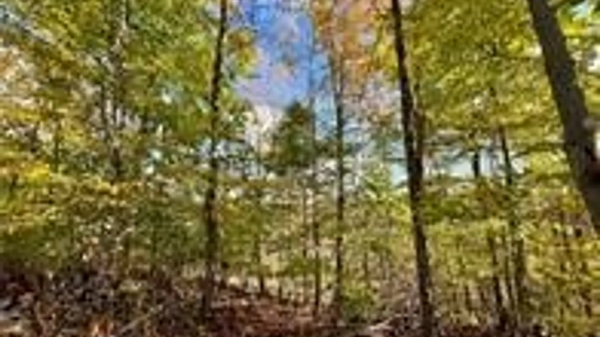 Property at Hogback Road, Butler, NY 13143 10