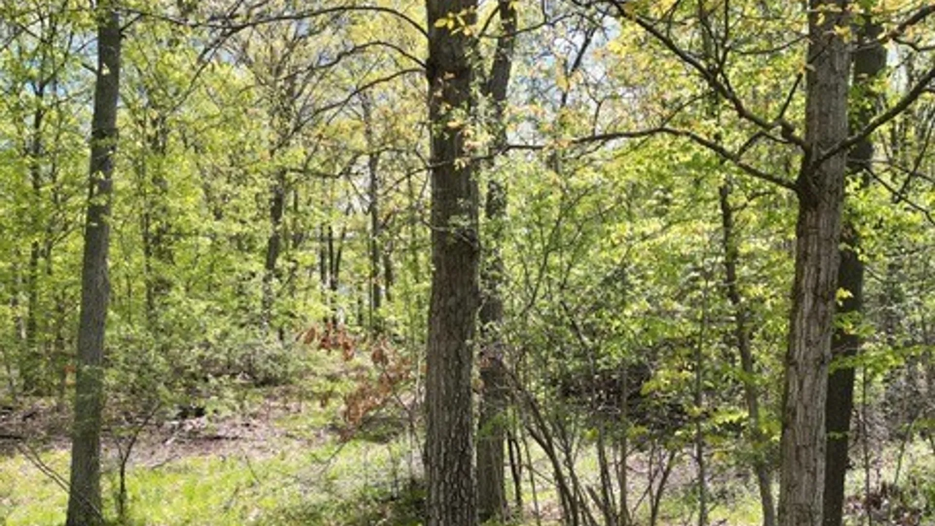 Property at 4335 Sharelle Road, Hector, NY 14818 18