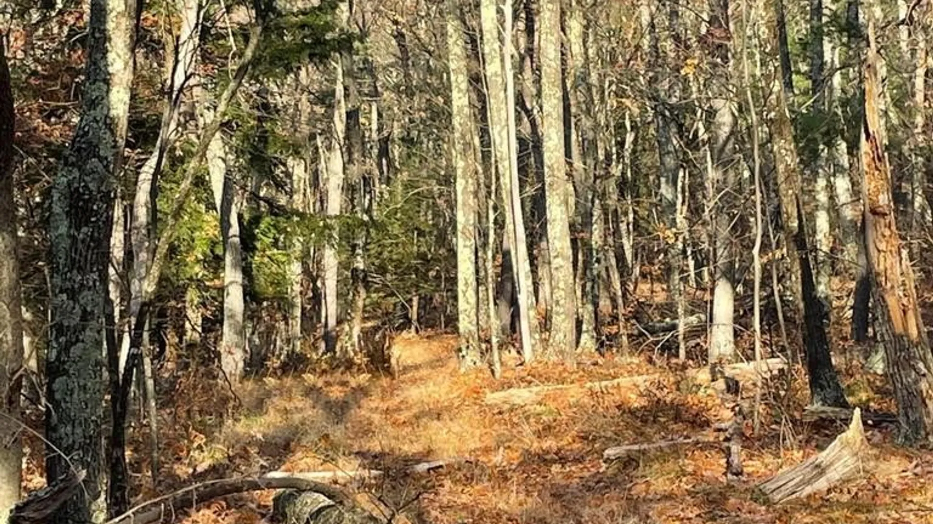 Property at L26 & L27 Ecker Hollow Road, Cobleskill, NY 12157 19