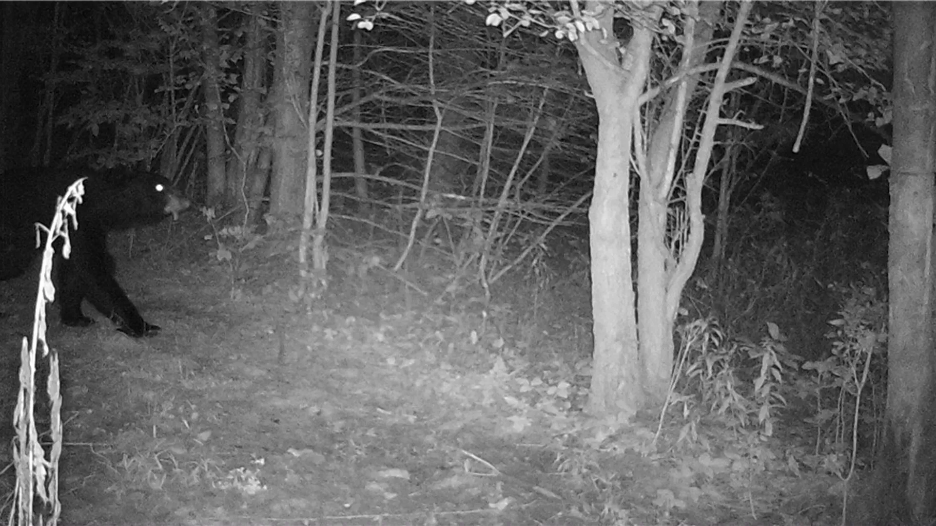 Property at Dawes Hill Road, Danby, NY 14867 29