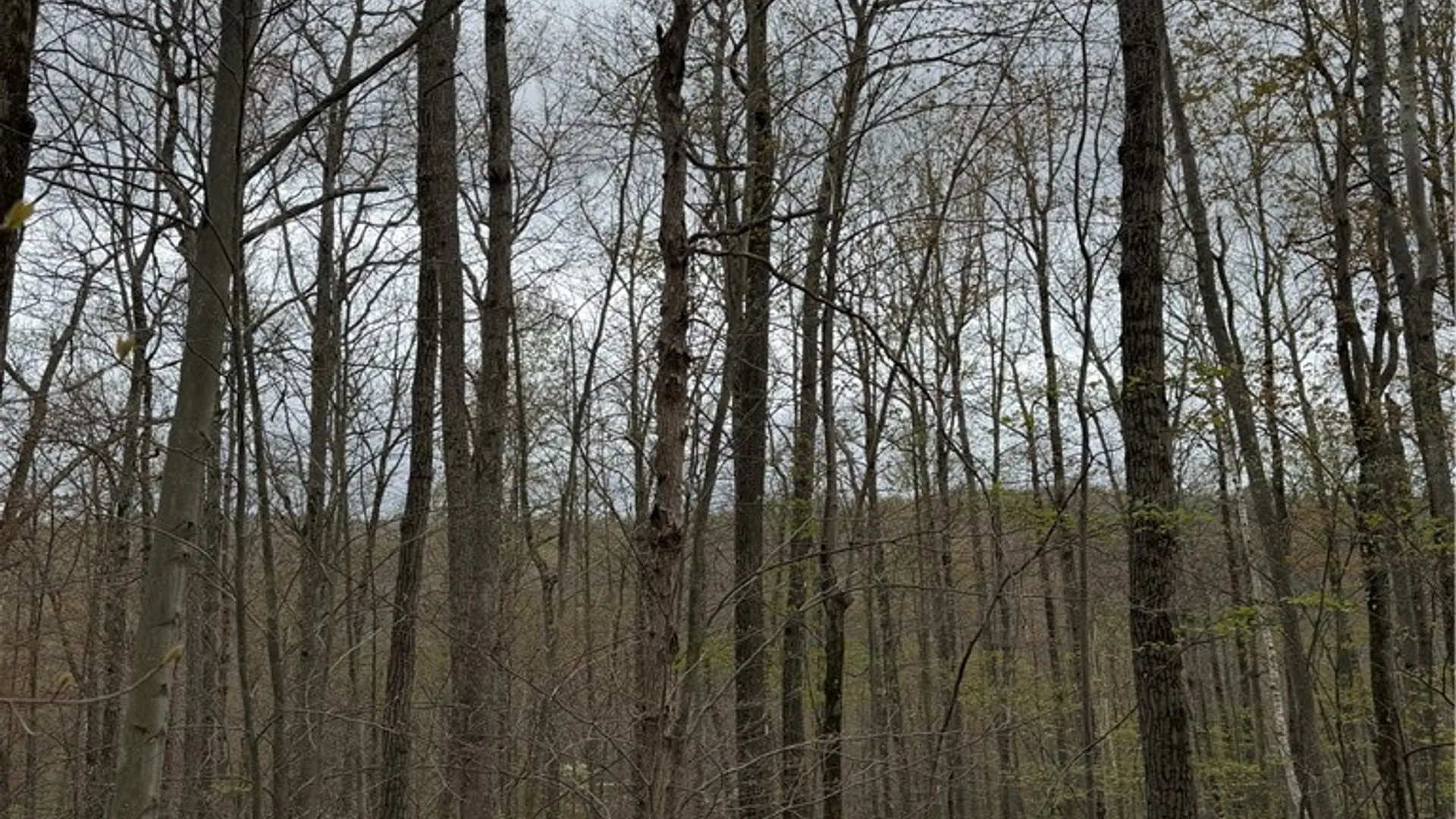Property at 10513 Hilltop Drive, Erwin, NY 14830 5