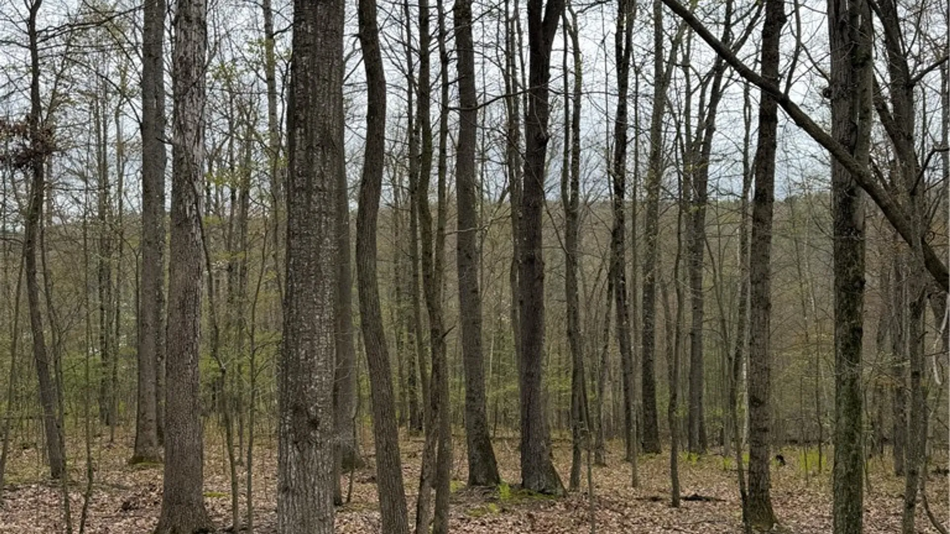 Property at 10513 Hilltop Drive, Erwin, NY 14830 6