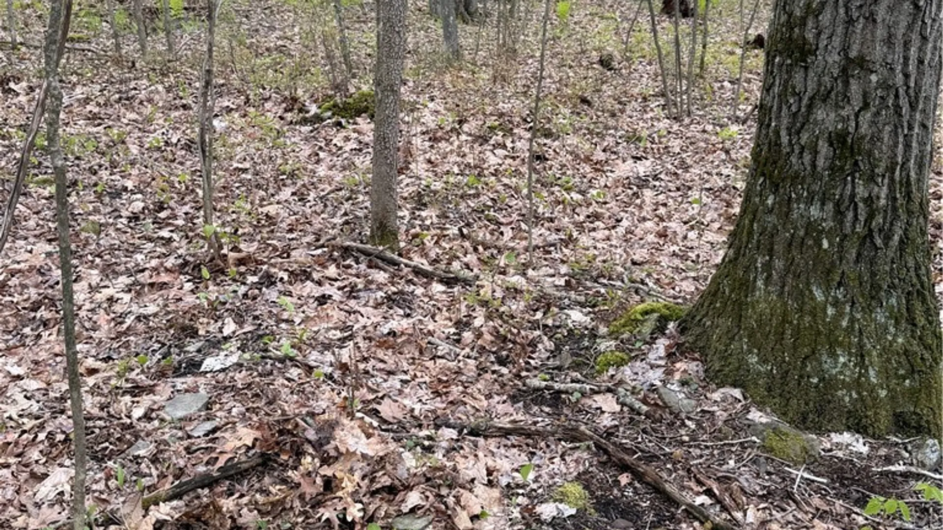 Property at 10513 Hilltop Drive, Erwin, NY 14830 8