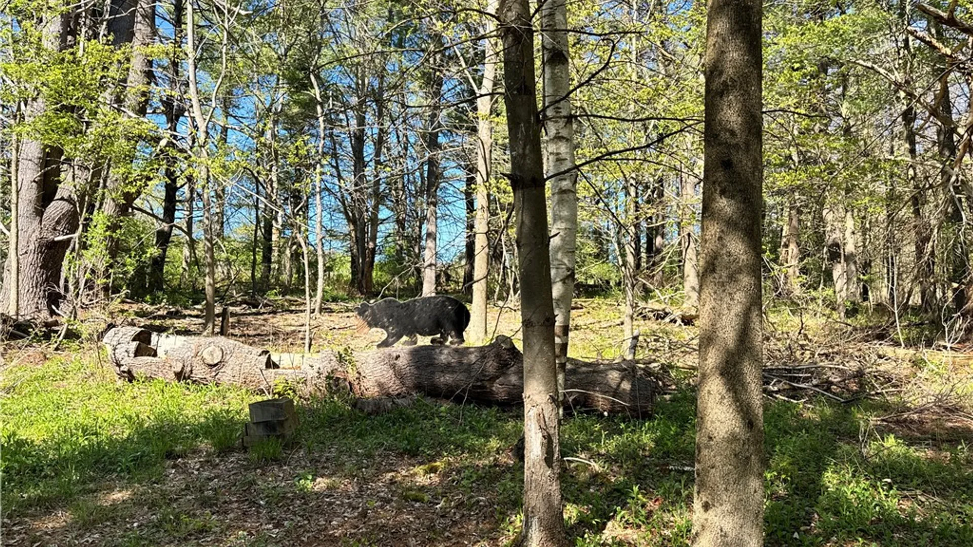 Property at 22439 State Highway 23, Kortright, NY 13786 31