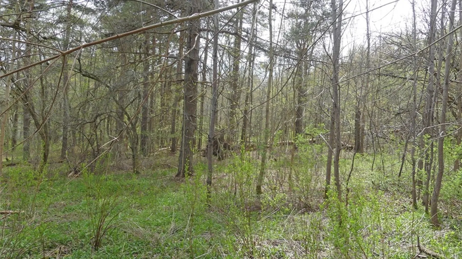 Property at Lot 11.2 Alpine Drive, Bovina, NY 13731 6