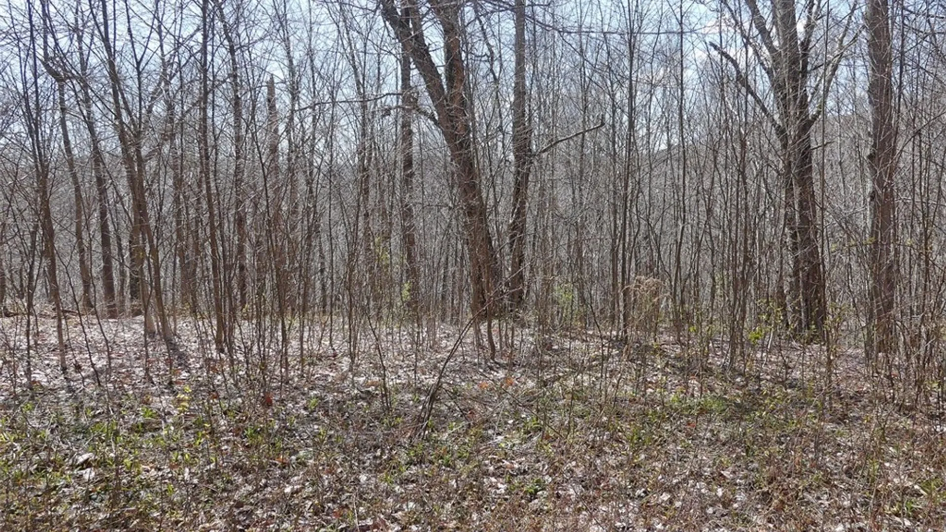 Property at Lot 11.2 Alpine Drive, Bovina, NY 13731 3