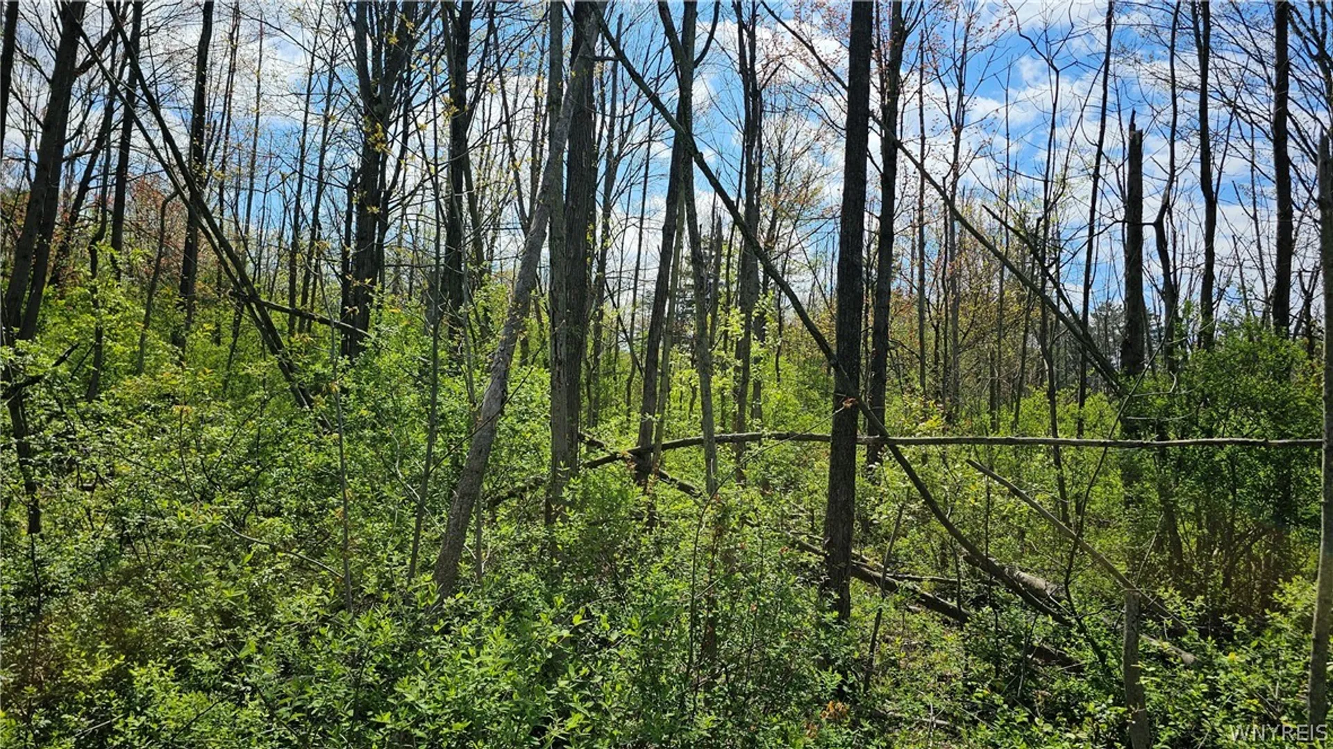 Property at Murray Hill Road, Colden, NY 14033 7