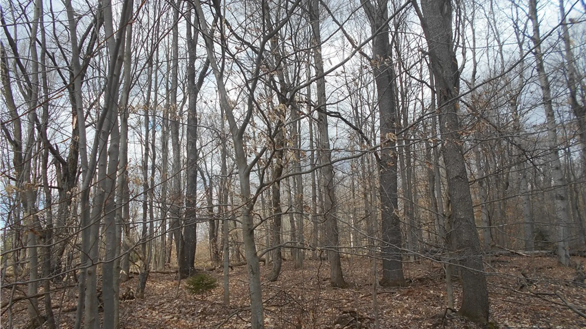 Property at 0 Genesee Road, North Collins, NY 14091 22