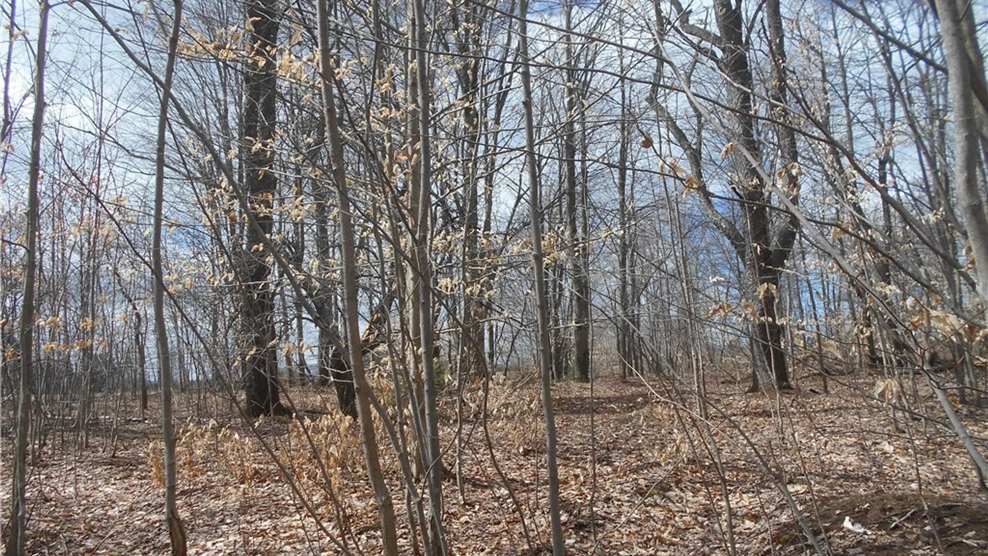 Property at 0 Genesee Road, North Collins, NY 14091 23