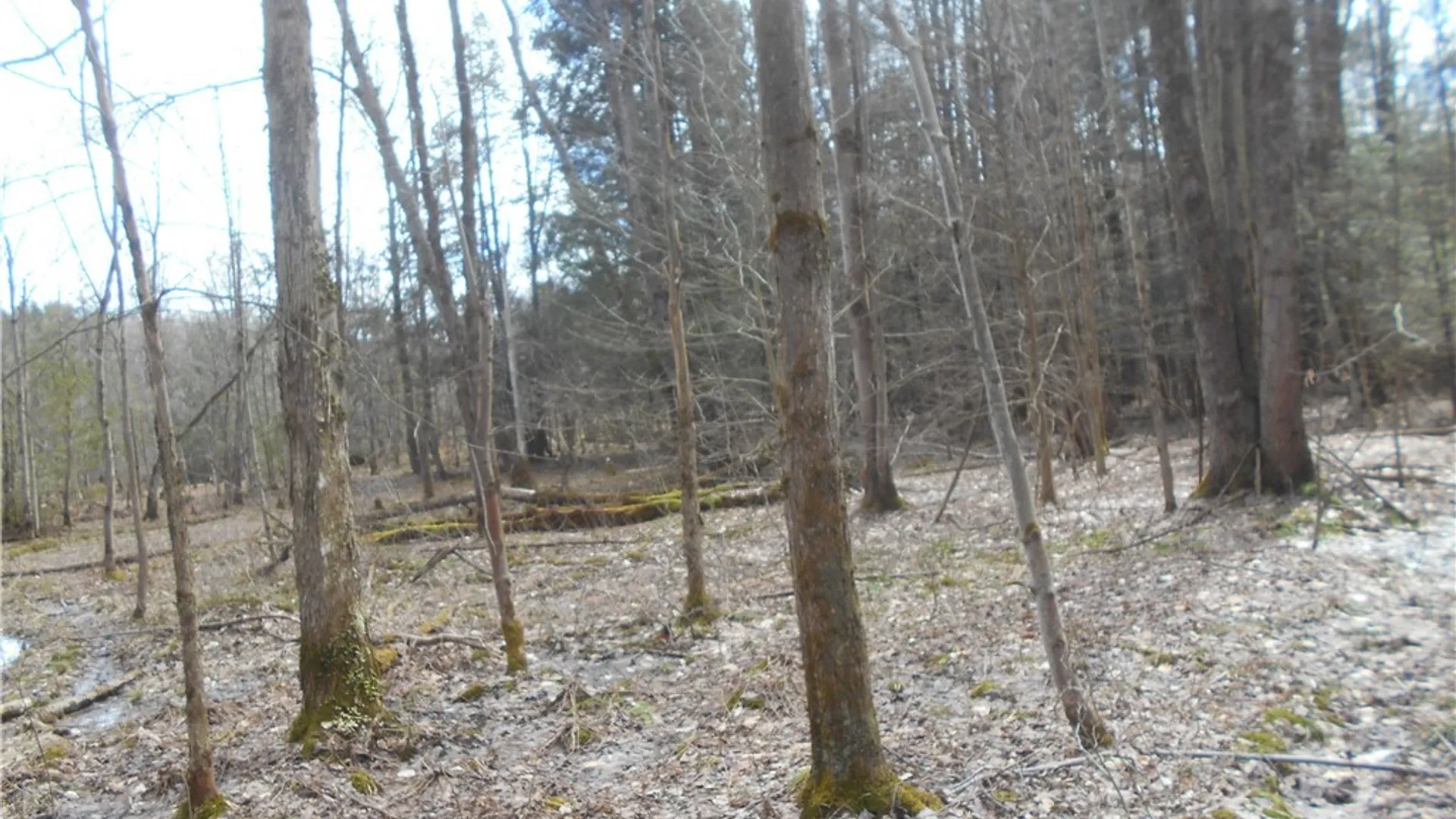 Property at 0 Genesee Road, North Collins, NY 14091 29