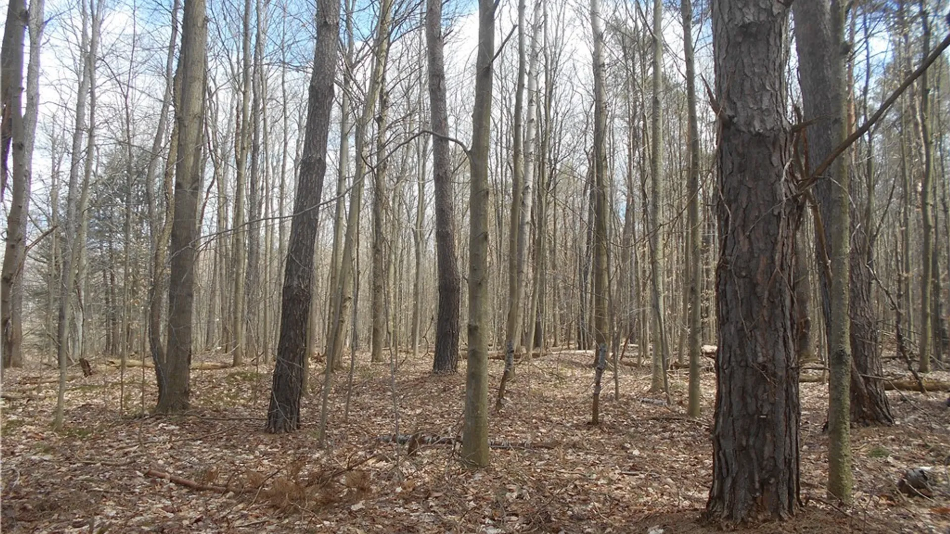 Property at 0 Genesee Road, North Collins, NY 14091 33