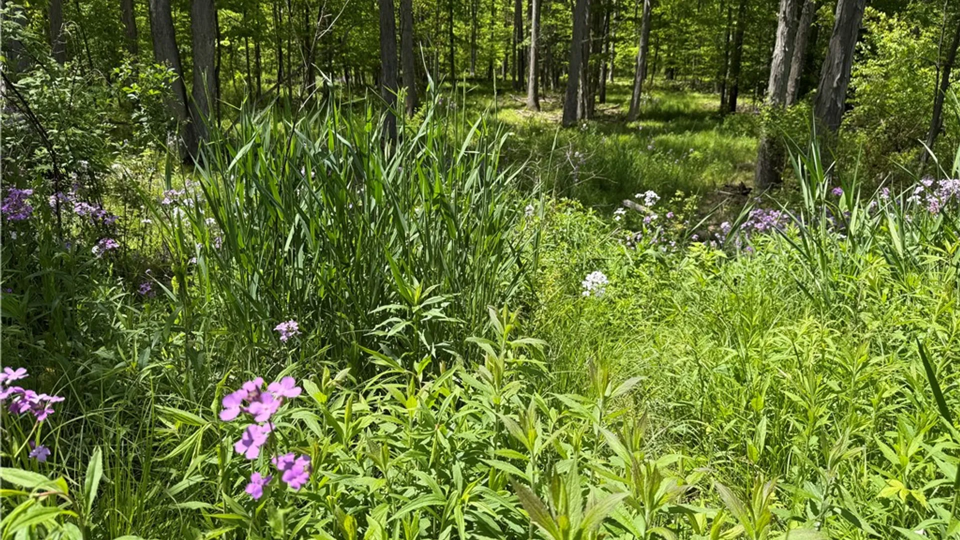 Property at 1645 Forest Avenue Extension, Busti, NY 14701 20