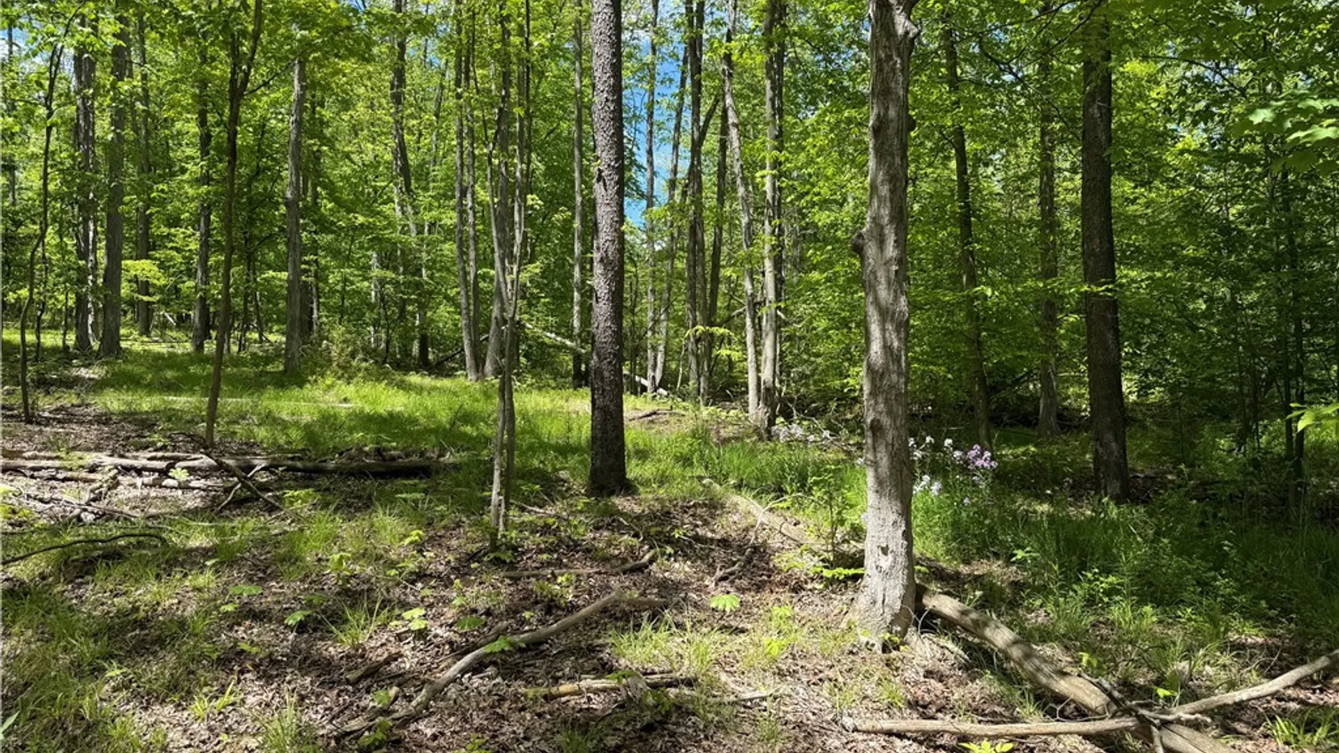 Property at 1645 Forest Avenue Extension, Busti, NY 14701 21