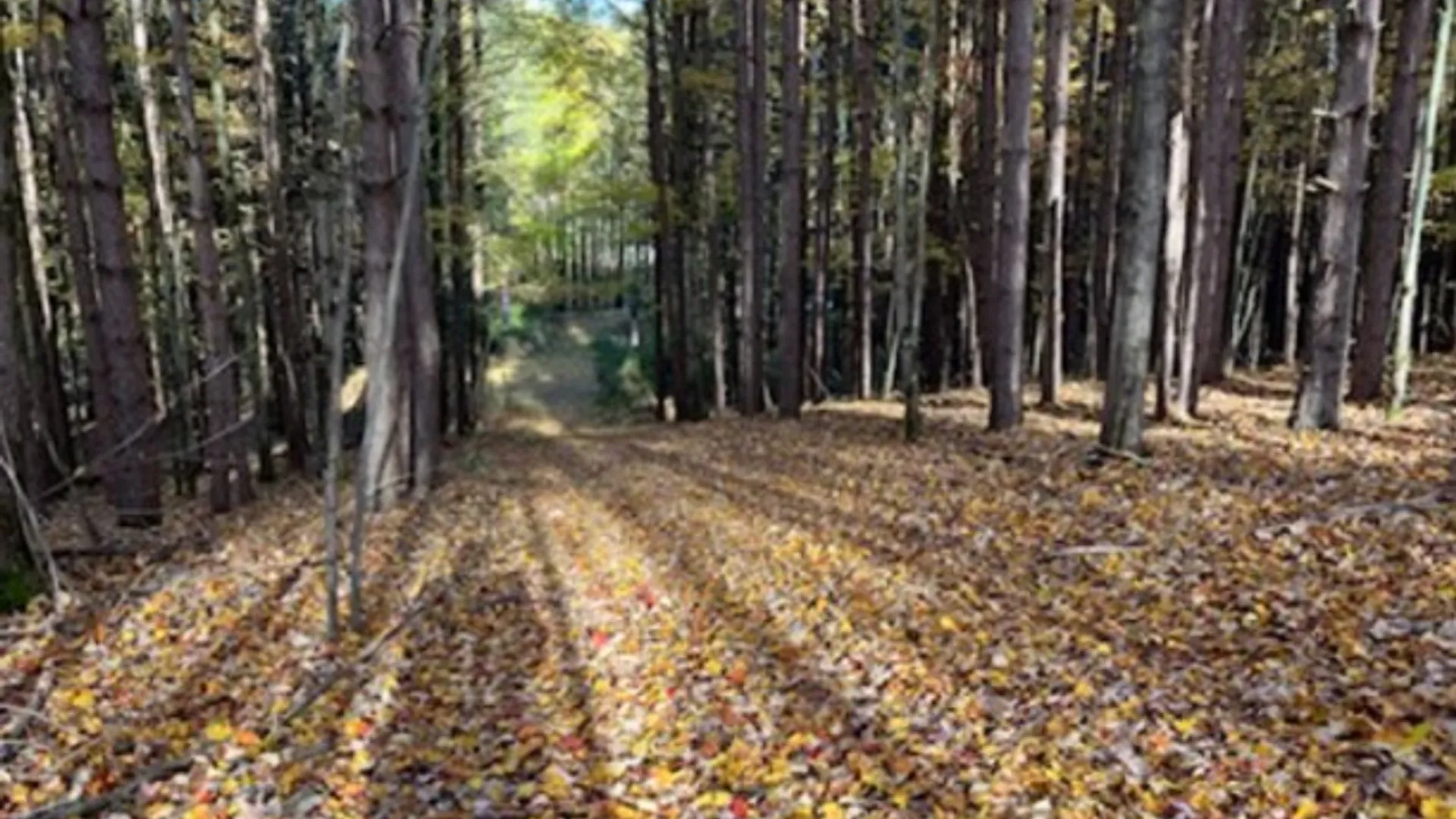 Property at 973 Crane Hill Road, Sidney, NY 13849 40