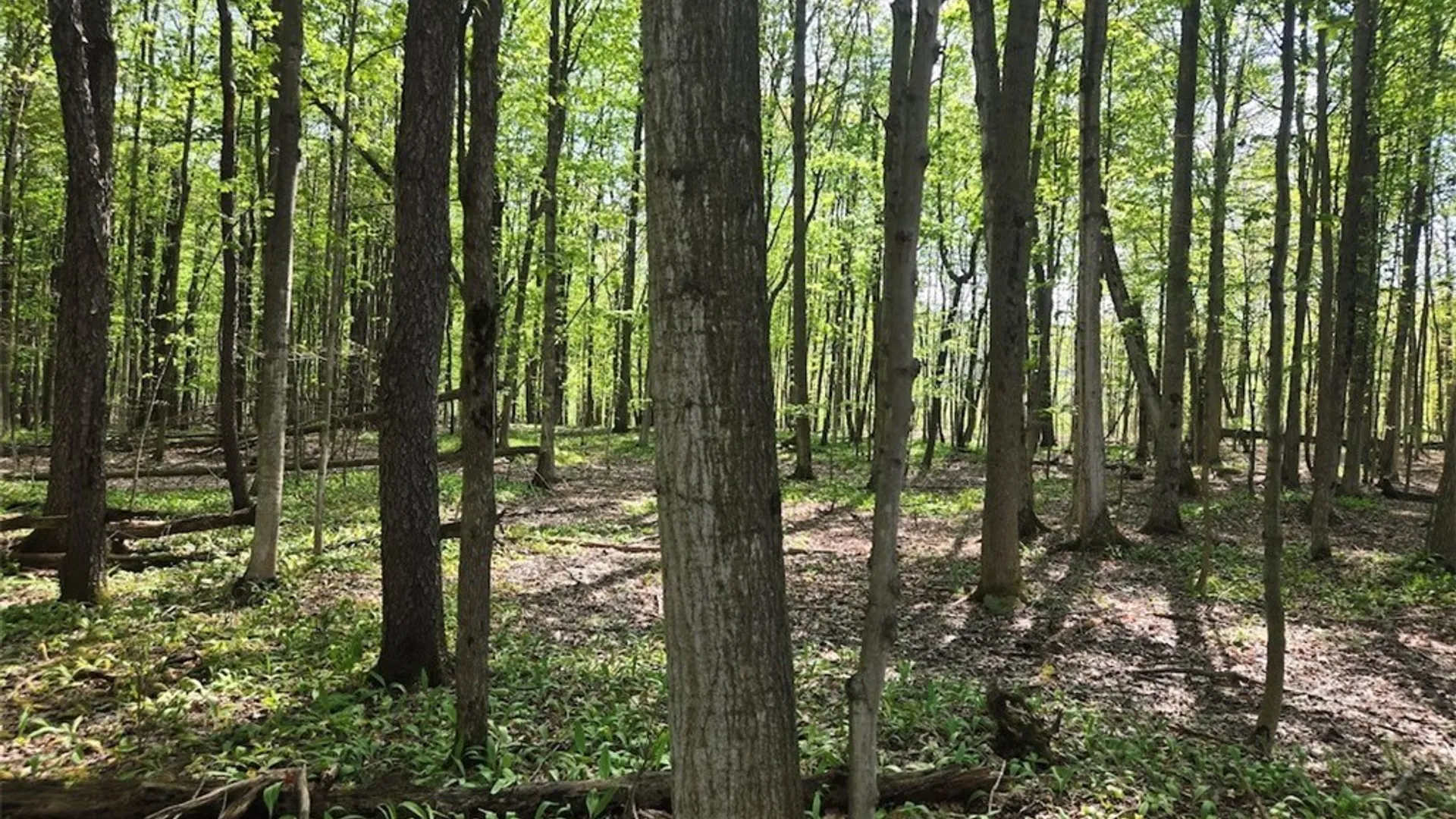 Property at Pochuck Road, Eagle, NY 14024 3