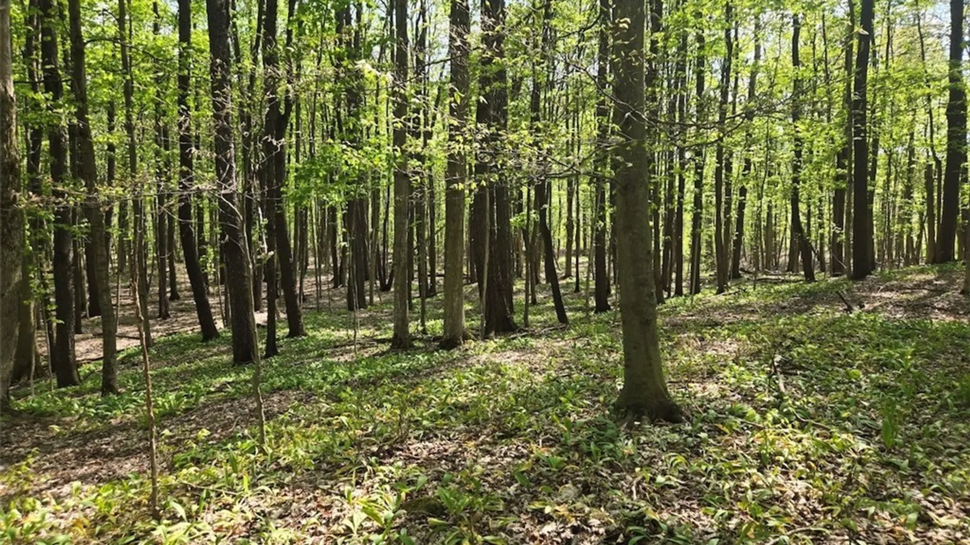 Property at Pochuck Road, Eagle, NY 14024 5