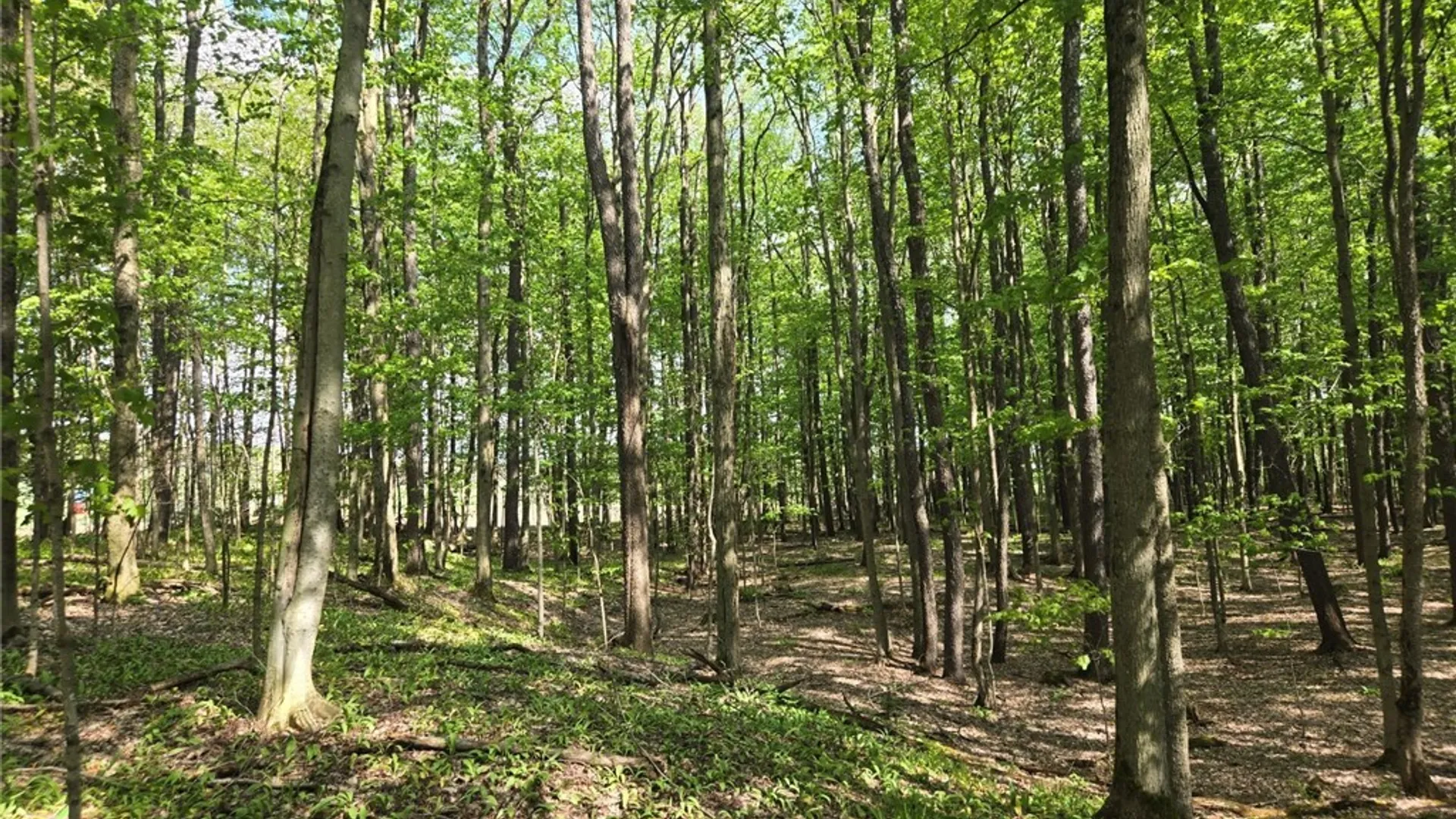 Property at Pochuck Road, Eagle, NY 14024 6