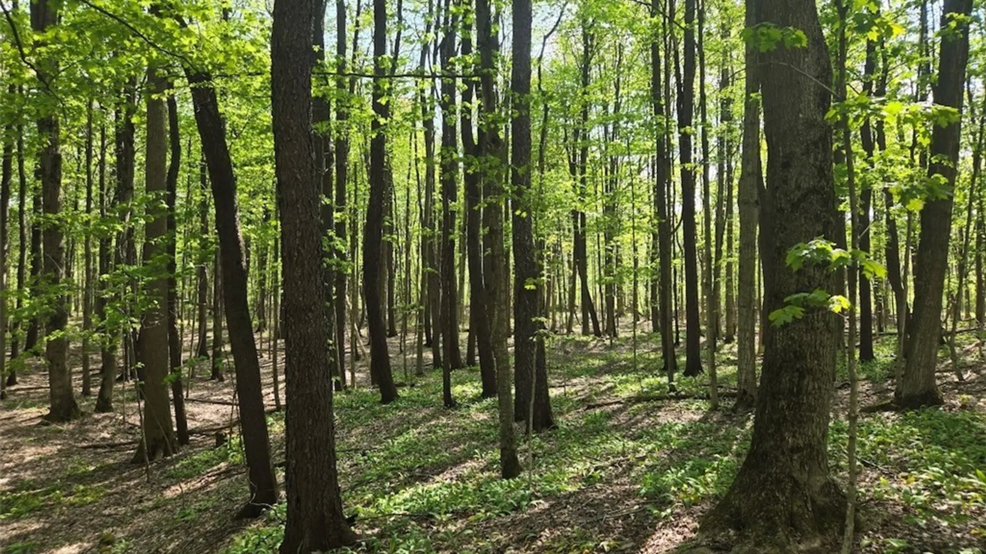 Property at Pochuck Road, Eagle, NY 14024 7