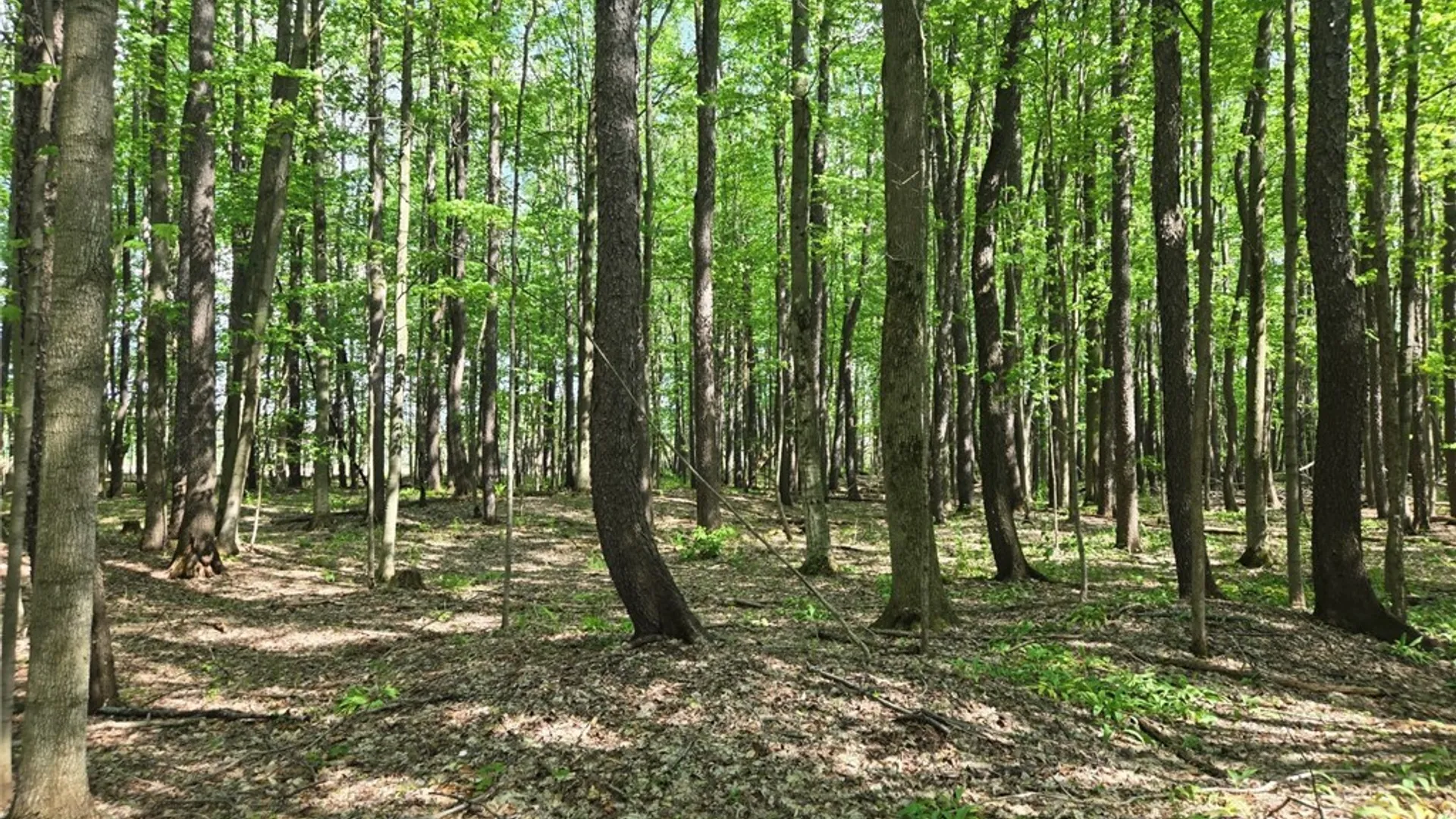 Property at Pochuck Road, Eagle, NY 14024 9