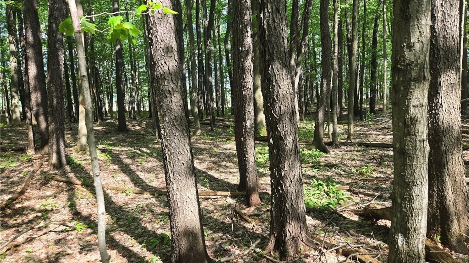 Property at Pochuck Road, Eagle, NY 14024 10