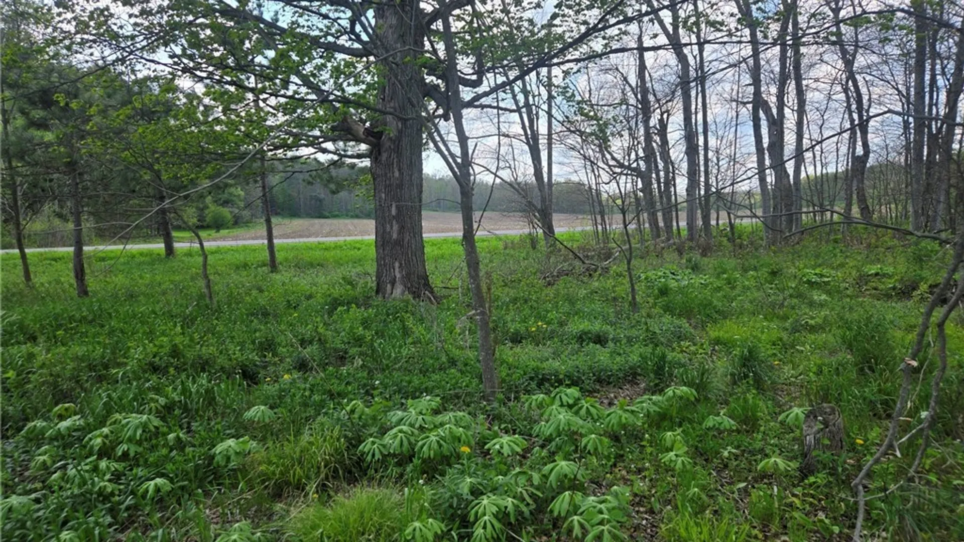 Property at Pochuck Road, Eagle, NY 14024 12